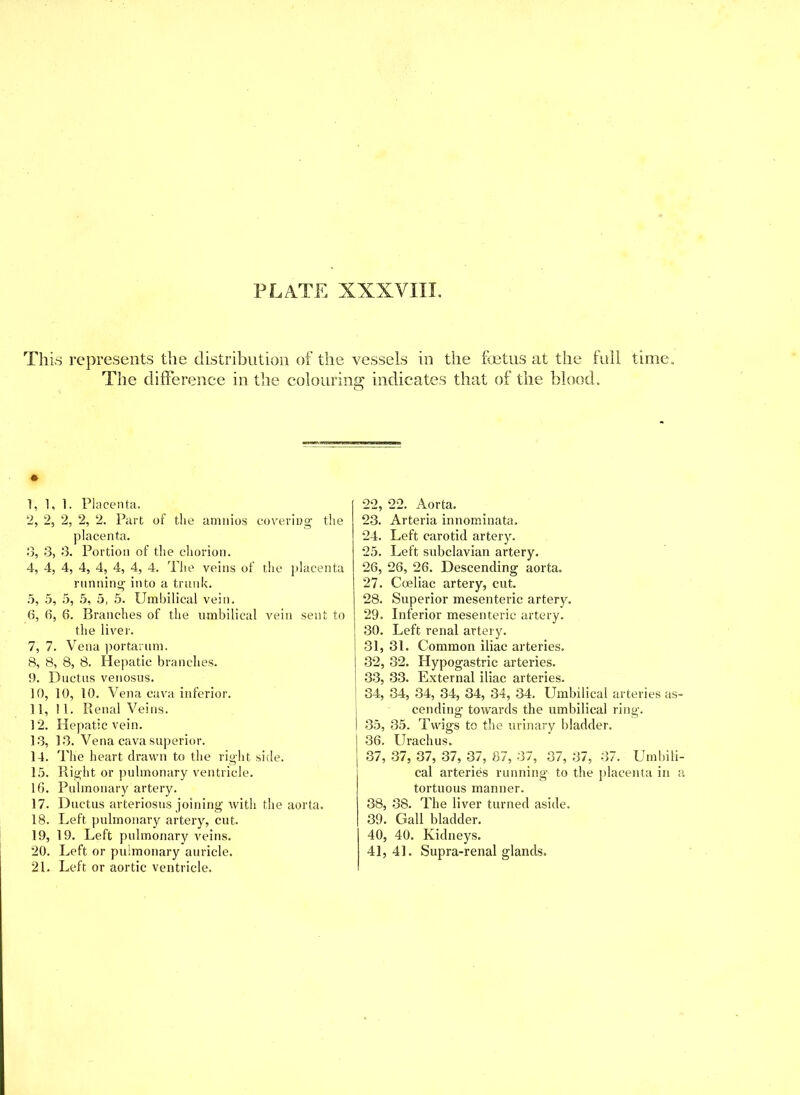 This represents the distribution of the vessels in the foetus at the full time. The difference in the colouring indicates that of the blood. 1, 1, 1. Placenta. 2, 2, 2, 2, 2. Part of the amnios covering the placenta. o, 3, 3. Portion of the chorion. 4, 4, 4, 4, 4, 4, 4, 4. The veins of the placenta running into a trunk. 5, 5, 5, 5, 5, 5. Umbilical vein. 6, 6, 6. Branches of the umbilical vein sent to the liver. 7, 7. Vena portarum. 8, 8, 8, 8. Hepatic branches. 9. Ductus venosus. 10, 10, 10. Vena cava inferior. 11, 11. Renal Veins. 12. Hepatic vein. 13, 13. Vena cava superior. 14. The heart drawn to the right side. 15. Right or pulmonary ventricle. 16. Pulmonary artery. 17. Ductus arteriosus joining with the aorta. 18. Left pulmonary artery, cut. 19, 19. Left pulmonary veins. 20. Left or pulmonary auricle. 21. Left or aortic ventricle. 22, 22. Aorta. 23, Arteria innominata. 24, Left carotid artery. 25, Left subclavian artery. 26, 26, 26. Descending aorta. 27, Coeliac artery, cut. 28, Superior mesenteric artery. 29, Inferior mesenteric artery. 30, Left renal artery. 31, 31. Common iliac arteries. 32, 32. Hypogastric arteries. 33, 33. External iliac arteries. 34, 34, 34, 34, 34, 34, 34. Umbilical arteries as- cending- towards the umbilical ring. 35, 35. Twigs to the urinary bladder. 36, Urachus. 37, 37, 37, 37, 37, 87, 37, 37, 37, 37. Umbili- cal arteries running to the placenta in a tortuous manner. 38, 38. The liver turned aside. 39, Gall bladder. 40, 40. Kidneys. 41, 41. Supra-renal glands.