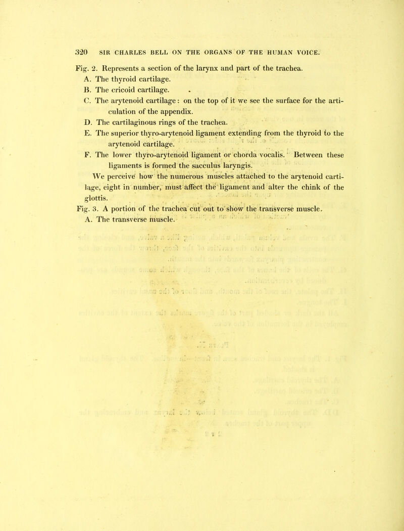 Fig1. 2. Represents a section of the larynx and part of the trachea. A. The thyroid cartilage. B. The cricoid cartilage. C. The arytenoid cartilage: on the top of it we see the surface for the arti- culation of the appendix. D. The cartilaginous rings of the trachea. E. The superior thyro-arytenoid ligament extending from the thyroid to the arytenoid cartilage. F. The lower thyro-arytenoid ligament or chorda vocalis. Between these ligaments is formed the sacculus laryngis. We perceive how the numerous muscles attached to the arytenoid carti- lage, eight in number, must affect the ligament and alter the chink of the glottis. Fig. 3. A portion of the trachea cut out to show the transverse muscle. A. The transverse muscle.