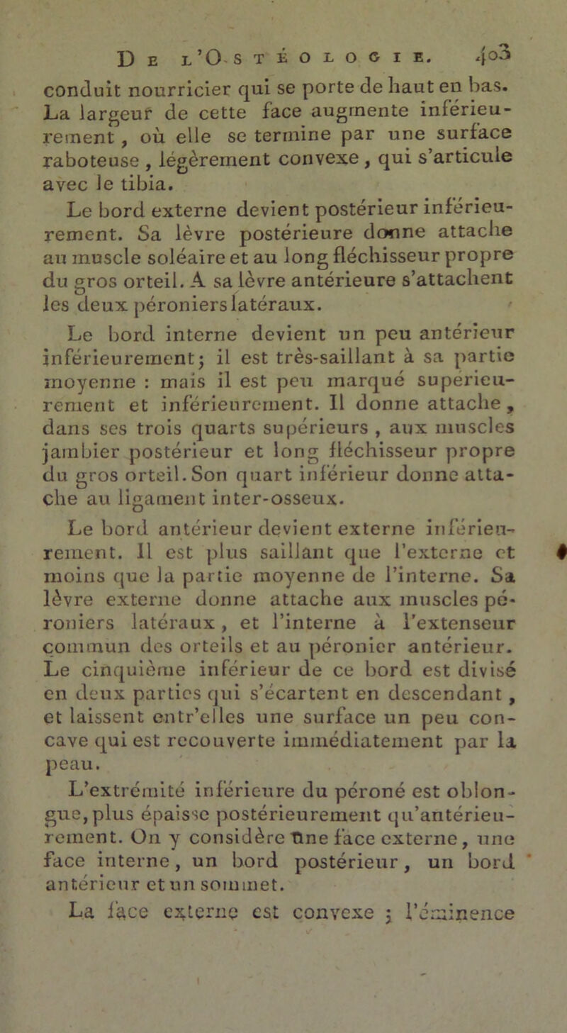 conduit nourricier qui se porte de haut en bas. La largeur de cette face augmente inférieu- rement , où elle se termine par une surface raboteuse , légèrement convexe , qui s’articule avec le tibia. Le bord externe devient postérieur inférieu- rement. Sa lèvre postérieure donne attache au muscle soléaire et au long fléchisseur propre du gros orteil. A sa lèvre antérieure s’attachent les deux péroniers latéraux. Le bord interne devient un peu antérieur inférieurement j il est très-saillant à sa partie moyenne : mais il est peu marqué supérieu- rement et inférieurement. Il donne attache , dans ses trois quarts supérieurs , aux muscles jambier postérieur et long fléchisseur propre du gros orteil. Son quart inférieur donne atta- che au ligament inter-osseux. Le bord antérieur devient externe inférieu- rement. Il est plus saillant que l’externe et moins que la partie moyenne de l’interne. Sa lèvre externe donne attache aux muscles pé* roniers latéraux, et l’interne à l’extenseur commun des orteils et au péronier antérieur. Le cinquième inférieur de ce bord est divisé en deux parties qui s’écartent en descendant , et laissent entr’elles une surface un peu con- cave qui est recouverte immédiatement par la peau. L’extrémité inférieure du péroné est oblon- gue,plus épaisse postérieurement qu’antérieu- rernent. On y considère Tlne face externe, une face interne, un bord postérieur, un bord antérieur et un sommet. La face externe est convexe ; l’éminence