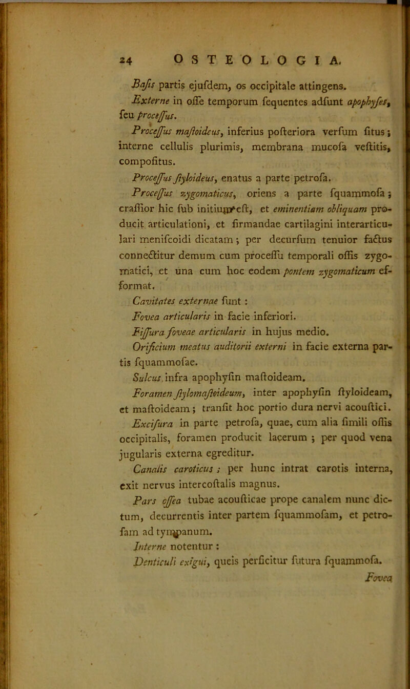 Bajis partis ejufdem, os occipitale attingens. Externe in ofTe temporum fequentes adfunt apophyfest feu procejfus. Procejfus mafioideus, inferius pofteriora verfum fitus ; interne cellulis plurimis, membrana mucofa veftitis, compofitus. Procejfus fiyloideus, enatus a parte petrofa. Procefus zygomaticus, oriens a parte fquammofa; craffior hic fub initiujnfeft» et eminentiam obliquam pro- ducit articulationi, et firmandae cartilagini interarticu- lari menifcoidi dicatam; per decurfum tenuior faftus conne&itur demum cum proceflu temporali offis zygo- matici, et una cum hoc eodem pontem zygomaticum ef- format. Cavitates externae funt : Fovea articularis in facie inferiori. Eijfura foveae articularis in hujus medio. Orificium meatus auditorii externi in facie externa par- tis fquammofae. Sulcus, infra apophyfin maftoideam. ForamenJlylomafloideum, inter apophyfin fiyloideam, et maftoideam; tranfit hoc portio dura nervi acouftici. Excifura in parte petrofa, quae, cum alia fimili offis occipitalis, foramen producit lacerum ; per quod vena jugularis externa egreditur. Canalis caroticus s per hunc intrat carotis interna, exit nervus intercoftalis magnus. Pars cjfea tubae acoufticae prope canalem nunc dic- tum, decurrentis inter partem fquammofam, et petro- fam ad tyn^panum. Interne notentur : Denticuli exigui, queis perficitur futura fquammofa. Fovea