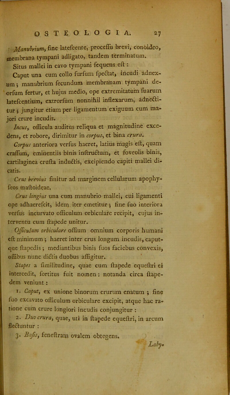 Manubriumy fine latefcente, proceffii brevi, conoideo, membrana tympani adligato, tandem terminatum. Situs mallei in cavo tympani fequens eft : Caput una cum collo furfum fpedtat, incudi adnex- um ; manubrium fecundum membranam tympani de- orfum fertur, et hujus medio, ope extremitatum fuarum latefcentium, extrorfum nonnihil inflexarum, adnedti- tur; jungitur etiam per ligamentum exiguum cum ma- jori crure incudis. Incus, oflicula auditus reliqua et magnitudine exce- dens, et robore, dirimitur in corpus, et bina crura. Corpus anteriora verfus haeret, latius magis eft, quam craflum, eminentiis binis inftrudtum, et foveolis binis, cartilaginea crufta indudtis, excipiendo capiti mallei di- catis. Crus brevius finitur ad marginem cellularum apophy- feos maftoideae. Crus longius una cum manubrio mallei, cui ligamenti ope adhaerefcit, idem iter emetitur ; fine fuo interiora verfus incurvato ofliculum orbiculare recipit, cujus in- terventu cum ftapede unitur. Ofliculum orbiculare oflium omnium corporis humani eft minimum ; haeret inter crus longum incudis, caput- que ftapedis •, mediantibus binis fuos faciebus convexis, ofiibus nunc didtis duobus affigitur. Stapes a fimilitudine, quae cum ftapede equeftri ei intercedit, fortitus fuit nomen : notanda circa ftape- dem veniunt : 1. Caput, ex unione binorum crurum enatum ; fine fuo excavato ofliculum orbiculare excipit, atque hac ra- tione cum crure longiori incudis conjungitur : 2. Duo crura, quae, uti in ftapede equeftri, in arcum flectuntur : 3. Bajis, feneftrarp ovalem obtegens. Laby-