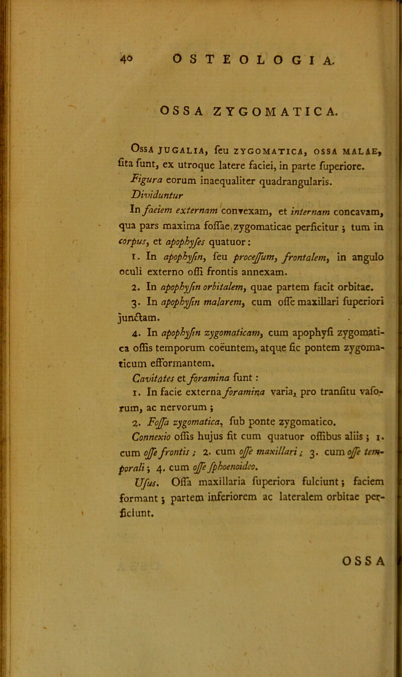 OSSA ZYGOMATICA. Ossa jugalia, feu zygomatica, ossa malae, fita funt, ex utroque latere faciei, in parte fuperiore. Figura eorum inaequaliter quadrangularis. Dividuntur In faeiem externam convexam, et internam concavam, qua pars maxima fofiae, zygomaticae perficitur ; tum in corpus, et apophyfes quatuor: 1. In apophyftn, feu proceffum, frontalem, in angulo oculi externo offi frontis annexam. 2. In apophyfin orbitalem, quae partem facit orbitae. 3. In apophyfin malaremy cum ofle maxillari fuperiori junflam. 4. In apophyfin zygomaticam} cura apophyfi zygomati- ca offis temporum coeuntem, atque fic pontem zygoma- ticum effarmantem. Cavitates et foramina funt: 1. In facie externa foramina varia, pro tranfitu vafo,- rum, ac nervorum ; 2. Fojfa zygomatica, fub ponte zygomatico. Connexio offis hujus fit cum quatuor offibus aliis ; 1. cum ojfe frontis ; 2. cum ojfe maxillari ; 3. cum offe tem- porali v 4. cum ojfe fphoenoideo. Ufus. Ofla maxillaria fuperiora fulciunt} faciem formant j partem inferiorem ac lateralem orbitae per- ficiunt.
