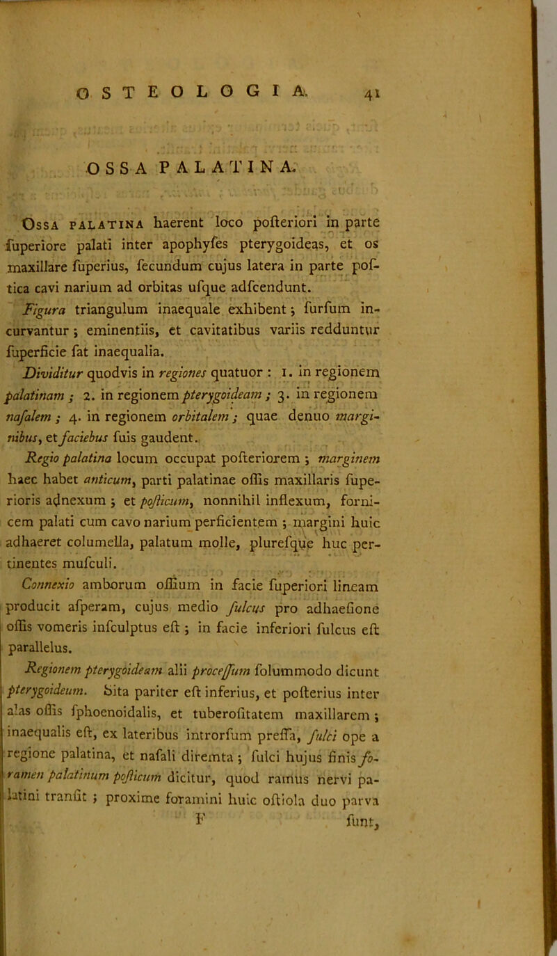 OSSA PALATINA Ossa palatina haerent loco pofteriori in parte iuperiore palati inter apophyfes pterygoideas, et os maxillare fuperius, fecundum cujus latera in parte pof- tica cavi narium ad orbitas ufque adfcendunt. Figura triangulum inaequale exhibent •, furfum in- curvantur ; eminentiis, et cavitatibus variis redduntur fuperficie fat inaequalia. Dividitur quodvis in regiones quatuor : 1. in regionem palatinam ; 2. in regionem pterygoideam ; 3. in regionem nafalem ; 4. in regionem orbitalem ; quae denuo margi- nibus, et j'aciebus fuis gaudent. haec habet anticum, parti palatinae ollis maxillaris fupe- rioris adnexum j et pqfticum, nonnihil inflexum, forni- producit afperam, cujus medio /ulcus pro adhaelione ollis vomeris infculptus eft ; in facie inferiori fulcus eft parallelus. pterygoideum. Sita pariter eft inferius, et pofterius inter alas ollis fphoenoidalis, et tuberofitatem maxillarem ; inaequalis eft, ex lateribus introrfum preffa, fulci ope a regione palatina, et nafali diremta \ fulci hujus finis fo- ramen palatinum pojlicum dicitur, quod ramus nervi pa- Regio palatina locum occupat pofteriorem ; marginem cem palati cum cavo narium perficientem ; margini huic adhaeret columella, palatum molle, plurefque huc per- tinentes mufculi. Connexio amborum oflium in facie fuperiori lineam Regionem pterygoideam alii proceffum folummodo dicunt