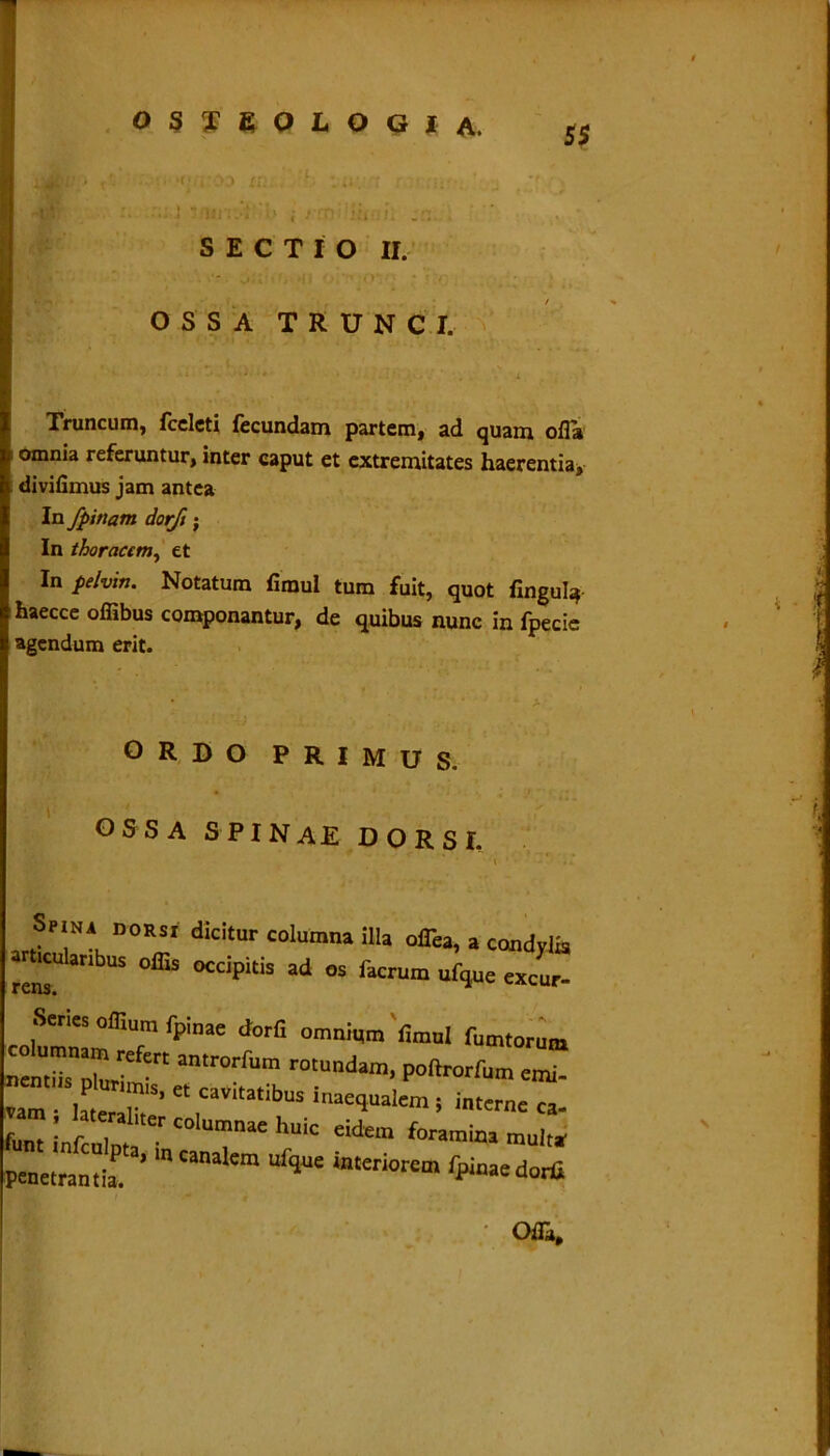 55 SECTIO II. OSSA TRUNCI. Truncum, fccleti fecundam partem, ad quam ofla omnia referuntur, inter caput et extremitates haerentia, divifimus jam antea In /pinam dorfi; In thoracem, et In pelvin. Notatum firaul tum fuit, quot fingul^ haecce offibus componantur, de quibus nunc in fpecie agendum erit. ORDO PRIMUS. OSSA SPINAE DORSI. Spina dorsi dicitur columna illa ofTea, a condyli articulanbus offis occipitis ad os facrum ufque excur Senes offium fpinae dorfi omnium fimul fumtorun ncnTZim” amr0rf“m r°tUdam- P0,Wum Zta' *«***• interne ca- ! r «Intnnae huic eidem foramina muk, penetrantia'’.'3’ ‘n Canakm inttriorem <pinaedorG Ofla,