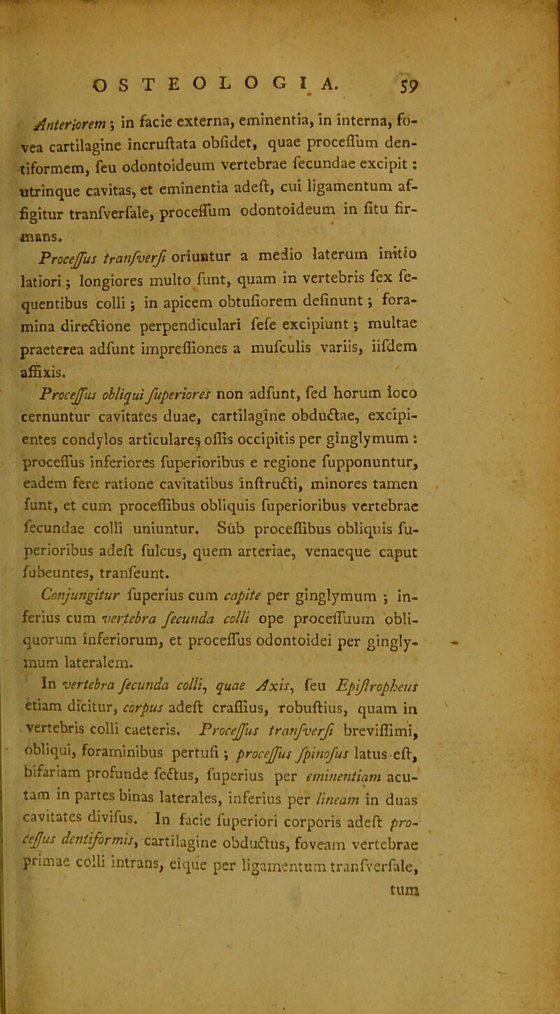 Anteriorem ; in facie externa, eminentia, in interna, fo- vea cartilagine incruftata obfidet, quae proceflum den- tiformem, feu odontoideum vertebrae fecundae excipit : utrinque cavitas, et eminentia adeft, cui ligamentum af- figitur tranfverfale, proceflum odontoideum in fitu fir- mans. Procejfus tranfverfi oriuntur a medio laterum initio latiori; longiores multo funt, quam in vertebris fex fe- quentibus colli; in apicem obtufiorem delinunt; fora- mina diredtione perpendiculari fefe excipiunt; multae praeterea adfunt impreffiones a mufculis variis, iifdem afiixis. Procejfus obliqui fuperiores non adfunt, fed horum ioco cernuntur cavitates duae, cartilagine obdudtae, excipi- entes condylos articulare^ offis occipitis per ginglymum : proceffus inferiores fuperioribus e regione fupponuntur, eadem fere ratione cavitatibus 'inftrudli, minores tamen funt, et cum proceffibus obliquis fuperioribus vertebrae lecundae colli uniuntur. Sub proceffibus obliquis fu- perioribus adeft fulcus, quem arteriae, venaeque caput fubeuntes, tranfeunt. Conjungitur fuperius cum capite per ginglymum ; in- ferius cum vertebra fecunda colli ope proceffuum obli- quorum inferiorum, et proceffus odontoidei per gingly- mum lateralem. In vertebra fecunda colli, quae Axis, feu Epijlropheus etiam dicitur, corpus adeft craffius, robuftius, quam in vertebris colli caeteris. Procejfus tra?ifverfi breviffimi, obliqui, foraminibus pertufi ; procejus fpitiofus latus eft, bifariam profunde fedtus, fuperius per eminentiam acu- tam in partes binas laterales, inferius per lineam in duas cavitates divifus. In facie fuperiori corporis adeft pro- cejus dcfiiiformisy cartilagine obdudius, foveam vertebrae primae colli intrans, eique per ligamentum tranfverfale, tum