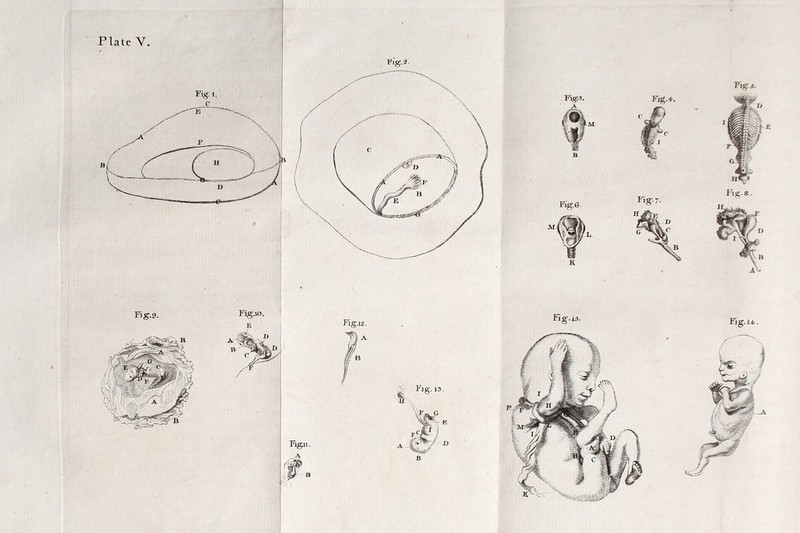 Plate Y. Jig. 8. Jig. 14- . Fi lfig.2. Fig-9- Fig.io. rig-. 7- Figii ,(S?