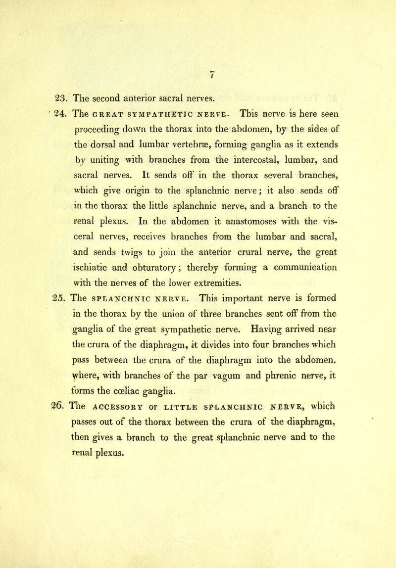 23. The second anterior sacral nerves. ' 24. The GREAT SYMPATHETIC NERVE. This nerve is here seen proceeding down the thorax into the abdomen, by the sides of the dorsal and lumbar vertebrae, forming ganglia as it extends by uniting with branches from the intercostal, lumbar, and sacral nerves. It sends off in the thorax several branches, which give origin to the splanchnic nerve; it also sends off in the thorax the little splanchnic nerve, and a branch to the renal plexus. In the abdomen it anastomoses with the vis- ceral nerves, receives branches from the lumbar and sacral, and sends twigs to join the anterior crural nerve, the great ischiatic and obturatory; thereby forming a communication with the nerves of the lower extremities. 25. The SPLANCHNIC nerve. This important nerve is formed in the thorax by the union of three branches sent off from the ganglia of the great sympathetic nerve. Having arrived near the crura of the diaphragm, it divides into four branches which pass between the crura of the diaphragm into the abdomen, yhere, with branches of the par vagum and phrenic nerve, it forms the coeliac ganglia. 26. The ACCESSORY or little splanchnic nerve, which passes out of the thorax between the crura of the diaphragm, then gives a branch to the great splanchnic nerve and to the renal plexus.