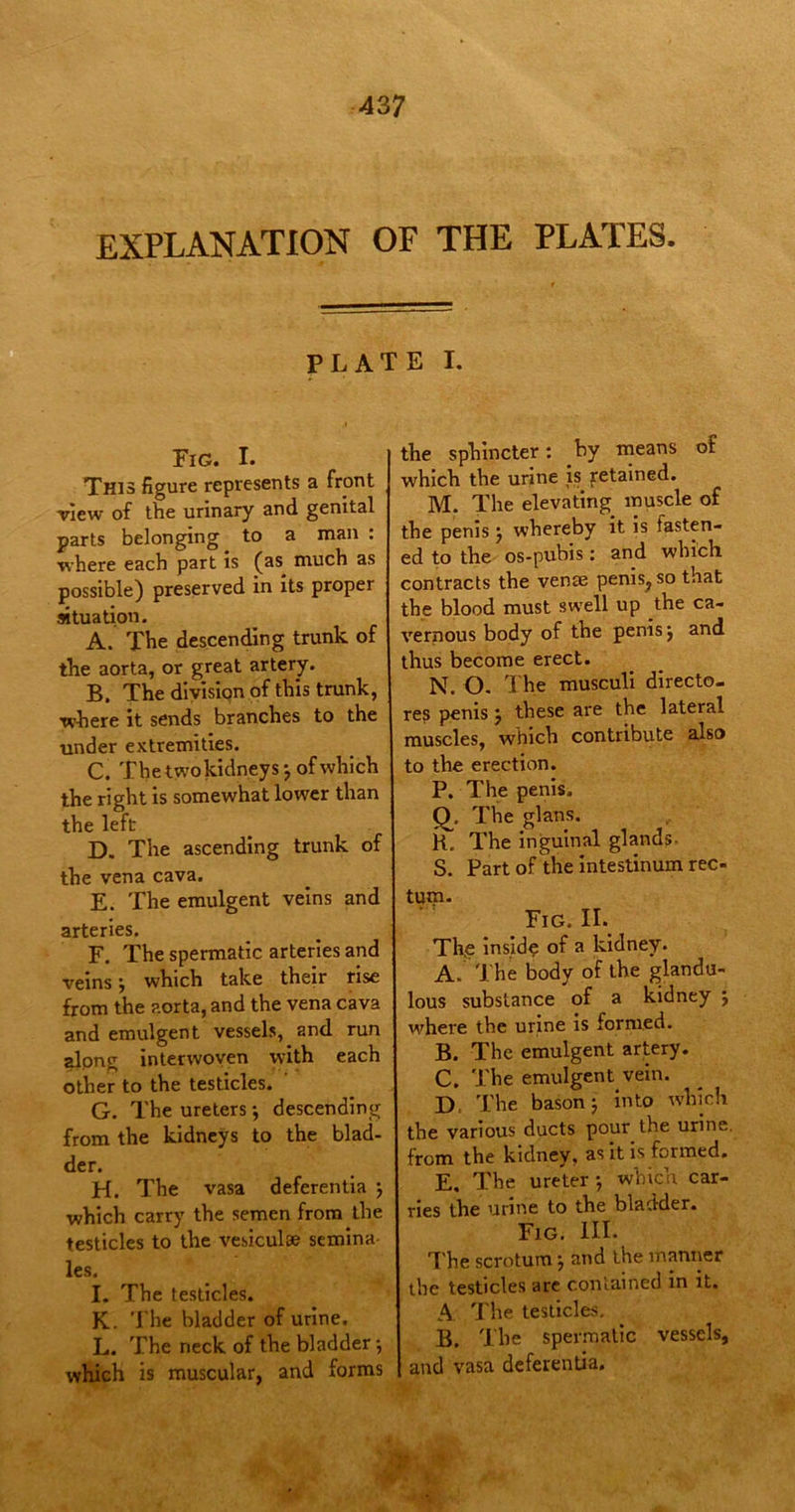EXPLANATION OF THE PLATES. PLATE I. Fig. I. This figure represents a front view of the urinary and genital parts belonging to a man : where each part is (as much as possible) preserved in its proper situation. A. The descending trunk of the aorta, or great artery. B. The division of this trunk, where it sends branches to the under extremities. C. The two kidneys 5 of which the right is somewhat lower than the left D. The ascending trunk of the vena cava. E. The emulgent veins and arteries. F. The spermatic arteries and veins * which take their rise from the aorta, and the vena cava and emulgent vessels, and run alpng interwoven with each other to the testicles. G. The ureters j descending from the kidneys to the blad- der. H. The vasa deferentia ; which carry the semen from the testicles to the vesiculse semina les. I. The testicles. K. The bladder of urine. L. The neck of the bladder ; which is muscular, and forms the sphincter: by means of which the urine is retained. M. The elevating muscle of the penis j whereby it is fasten- ed to the os-pubis: and which contracts the venae penis,, so that the blood must swell up the ca- vernous body of the penis} and thus become erect. N. O. The musculi directo- re? penis j these are the lateral muscles, which contribute also to the erection. P. The penis. Q. The glans. K. The inguinal glands. S. Part of the intestinum rec- tum. Fig. II. Th,e insid? of a kidney. A. The body of the glandu- lous substance of a kidney j where the urine is formed. B. The emulgent artery. C. The emulgent vein. D. The bason 5 into which the various ducts pour the urine, from the kidney, as it is formed. E. The ureter} which car- ries the urine to the bladder. Fig. III. The scrotum j and the manner the testicles are contained in it. A The testicles. B. The spermatic vessels, and vasa deferentia.