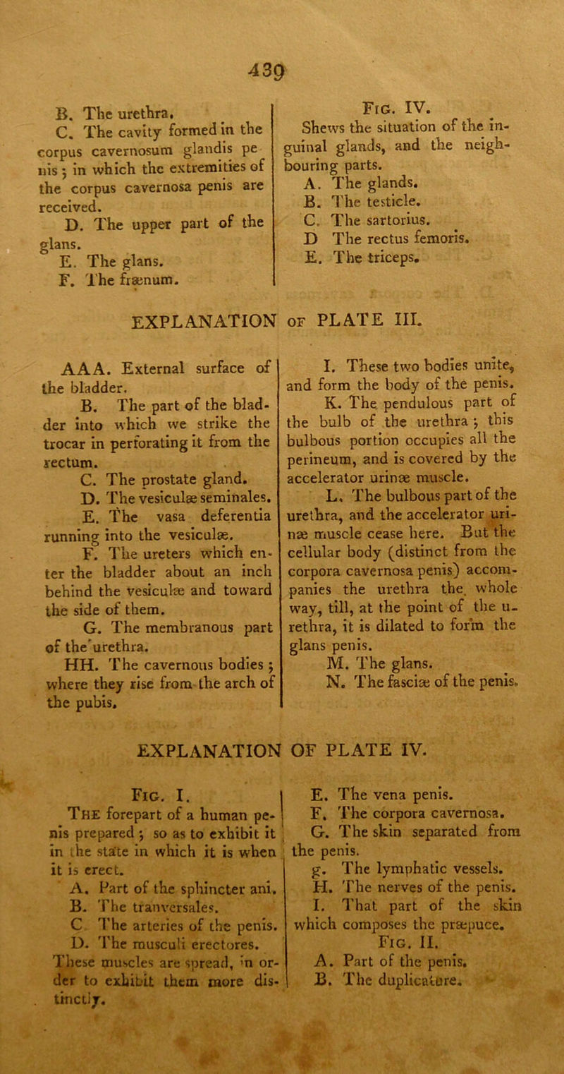 B. The urethra. C. The cavity formed in the corpus cavernosum glandis pe ids j in which the extremities of the corpus cavernosa penis are received. D. The upper part of the glans. E. The glans. F. The frsenum. Fig. IV. Shews the situation of the in- guinal glands, and the neigh- bouring parts. A. The glands. B. The testicle. C. The sartorius. D The rectus femoris. E. The triceps. EXPLANATION of PLATE III. AAA. External surface of the bladder. B. The part of the blad- der into which we strike the trocar in perforating it from the rectum. C. The prostate gland. D. The vesiculse seminales. E. The vasa deferentia running into the vesiculae. F. The ureters which en- ter the bladder about an inch behind the vesiculae and toward the side of them. G. The membranous part of the urethra. HH. The cavernous bodies ; where they rise from the arch of the pubis. I. These two bodies unite, and form the body of the penis. K. The pendulous part of the bulb of the urethra \ this bulbous portion occupies all the perineum, and is covered by the accelerator urinae muscle. L. The bulbous part of the urethra, and the accelerator uri- nse muscle cease here. But the cellular body (distinct from the corpora cavernosa penis) accom- panies the urethra the, whole way, till, at the point of the u- rethra, it is dilated to form the glans penis. M. The glans. N. The fasciae of the penis. EXPLANATION OF PLATE IV. Fig. I. The forepart of a human pe- nis prepared •, so as to exhibit it in the state in which it is when it is erect. A. Part of the sphincter ani. B. The tranversales. C The arteries of the penis. D. The musculi erectores. These muscles are spread, :n or- der to exhibit them more dis- tinctly. E. The vena penis. F. The corpora cavernosa. G. The skin separated from the penis. g. The lymphatic vessels. H. The nerves of the penis. I. That part of the skin which composes the praepuce. Fig. II. A. Part of the penis. B. The duplicature.