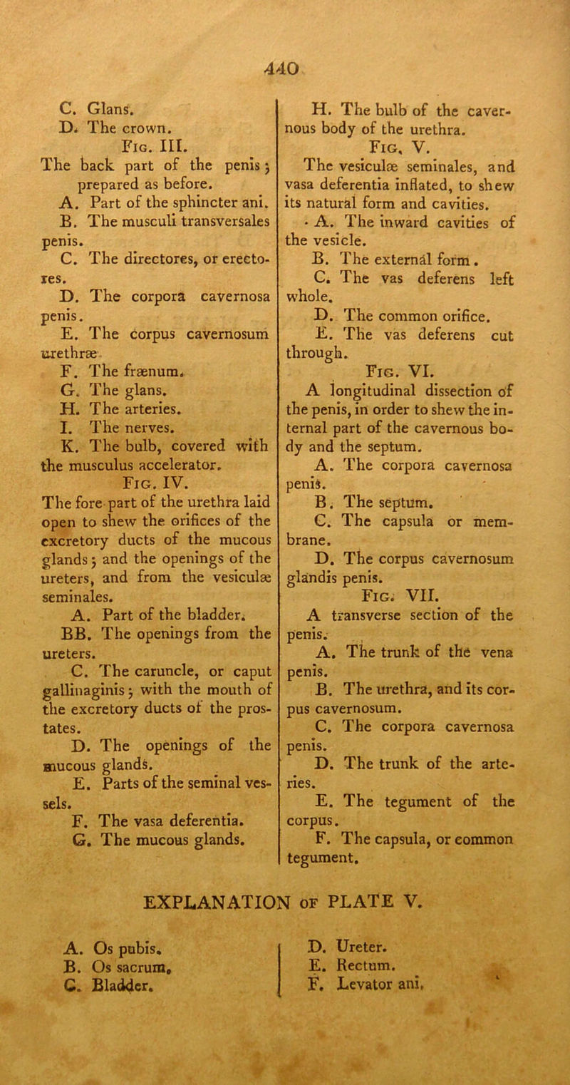 C. Gians. D. The crown. Fig. III. The back part of the penis j prepared as before. A. Part of the sphincter ani. B. The musculi transversales penis. C. The directores, or erecto- res. D. The corpora cavernosa penis. E. The corpus cavernosum urethrae F. The fraenum. G. The glans. H. The arteries. I. The nerves. K. The bulb, covered with the musculus accelerator. Fig. IV. The fore part of the urethra laid open to shew the orifices of the excretory ducts of the mucous glands $ and the openings of the ureters, and from the vesiculae semin ales. A. Part of the bladder. BB. The openings from the ureters. C. The caruncle, or caput gallinaginis; with the mouth of the excretory ducts ol the pros- tates. D. The openings of the mucous glands. E. Parts of the seminal ves- sels. F. The vasa deferentia. G. The mucous glands. H. The bulb of the caver- nous body of the urethra. Fig, V. The vesiculae seminales, and vasa deferentia inflated, to shew its natural form and cavities. • A. The inward cavities of the vesicle. B. The extern&l form . C. The vas deferens left whole. D. The common orifice. E. The vas deferens cut through. Fig. VI. A longitudinal dissection of the penis, in order to shew the in- ternal part of the cavernous bo- dy and the septum. A. The corpora cavernosa penis. B. The septum. C. The capsula or mem- brane. D. The corpus cavernosum glandis penis. Fig. VII. A transverse section of the penis. A. The trunk of the vena penis. B. The urethra, and its cor- pus cavernosum. C. The corpora cavernosa penis. D. The trunk of the arte- ries. E. The tegument of the corpus. F. The capsula, or eommon tegument. EXPLANATION of PLATE V. A. Os pubis. B. Os sacrum, G. Bladder. D. Ureter. E. Rectum. F. Levator ani.