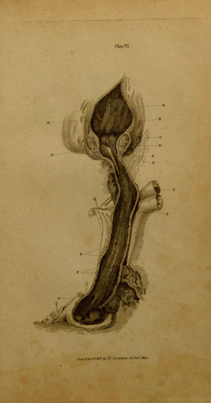 - • ——t - <p •*’ PlateVI