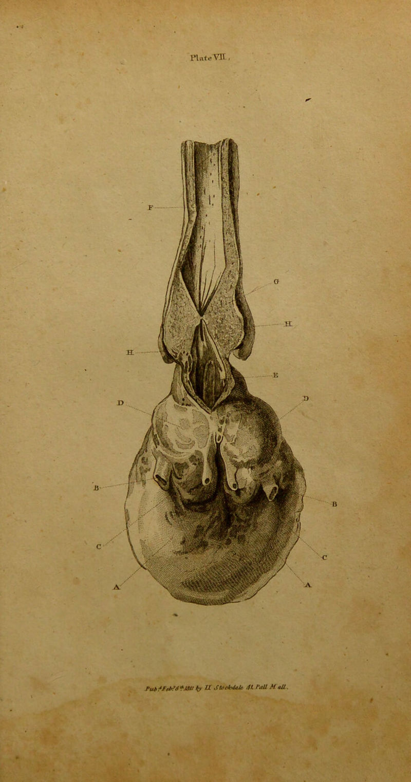 Plate VII, Puttlelf6*1611 >ty U .itnehJalr /It. Pall M all