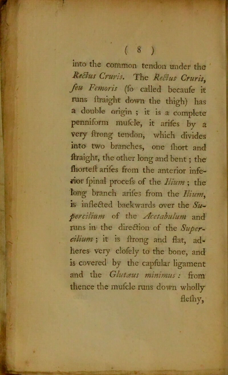 » ( 8 ) into the common tendon under the ReEius Cruris. The Re El us Cruris, feu Femons (To called becaufe it runs ftraight down the thigh) has a double origin ; it is a complete penniform mufcle, it arifes by a very ftrong tendon, which divides into two branches, one fhort and flraight, the other long and bent; the lhorteft arifes from the anterior infe- rior fpinal procefs of the Ilium ; the long branch arifes from the Ilium, is indebted backwards over the Su- percilium of the Acetabulum and runs in the direction of the Super- cilium ; it is ftrong and flat, ad- heres Very clofely to the bone, and is covered by the capfular ligament and the Glutceus minimus: from thence the mufcle runs down wholly flelhy,