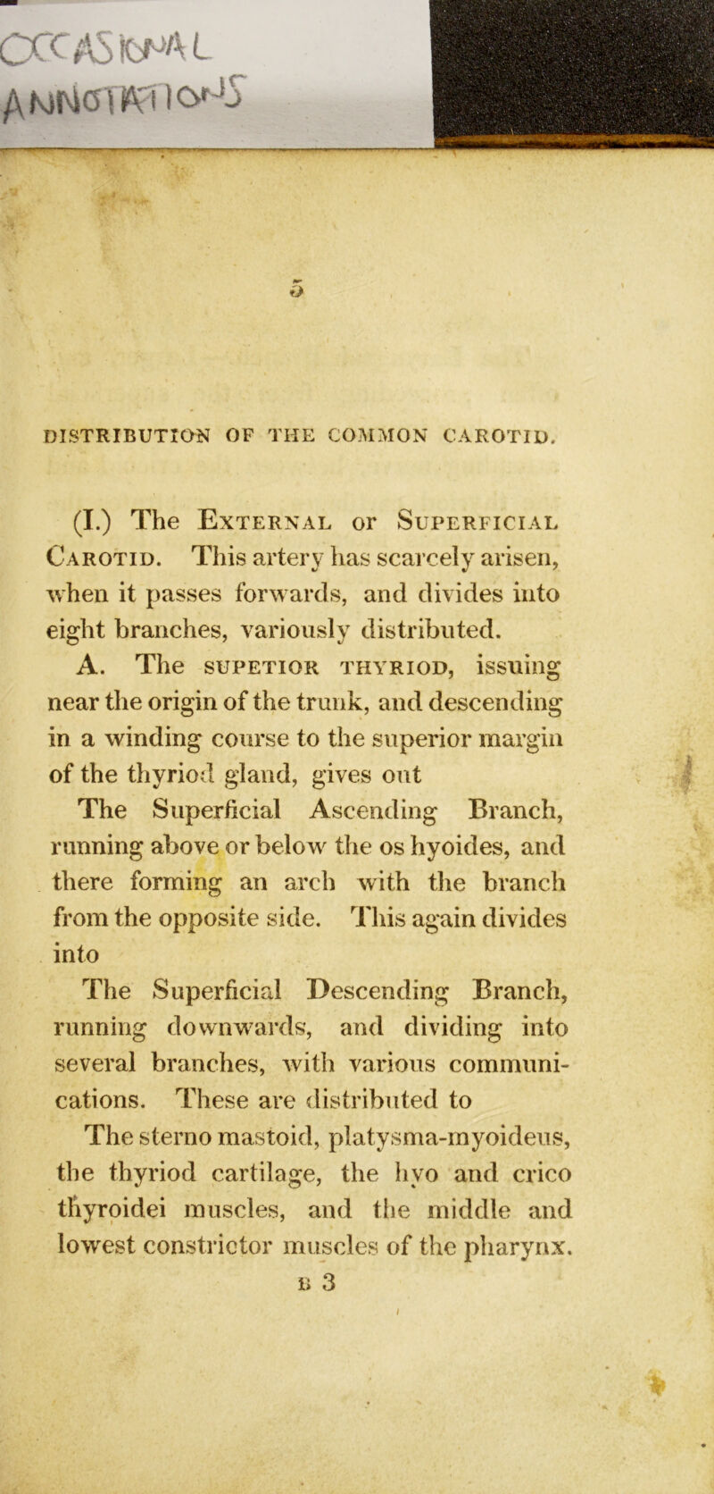 OCCASic^^AL AMNOtWICi'-'I <1^ DISTRIBUTION OF THE COMMON CAROTID. (I.) The External or Superficial Carotid. This artery has scarcely arisen, when it passes forw ards, and divides into eight branches, variously distributed. A. The supetior thyriod, issuing near the origin of the trunk, and descending in a winding course to the superior margin of the thyriod gland, gives out The Superficial Ascending Branch, running above or below the os hyoides, and there forming an arch with the branch from the opposite side. This again divides into The Superficial Descending Branch, running downwards, and dividing into several branches, with various communi- cations. These are distributed to The sterno mastoid, platysma-myoideus, the thyriod cartilage, the hyo and crico tliyrpidei muscles, and tlie middle and lowest constrictor muscles of the pharynx.
