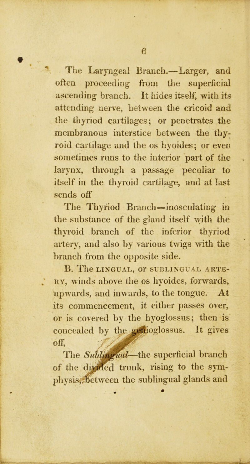 The Laryngeal Branch.—Larger, and often proceeding from tlie superficial ascending branch. It hides itself, with its attending nerve, between the cricoid and the tliyriod cartilages; or penetrates the membranous interstice between tlie thy- roid cartilage and the os hyoides; or even sometimes runs to the interior part of the larynx, through a passage peculiar to itself in the thyroid cartilage, and at last sends off The Thyfiod Branch—inosculating in the substance of the gland itself with the thyroid branch of the inferior thyriod artery, and also by various twigs with the branch from the opposite side. B. The LINGUAL, or SUBLINGUAL ARTE- RY, winds above the os hyoides, forwards, upwards, and inwards, to the tongue. At its commencement, it either passes over, or is covered by the hyoglossus; then is conceal oglossus. It gives physis,^^ blingual glands and of the rising to the sym- off.