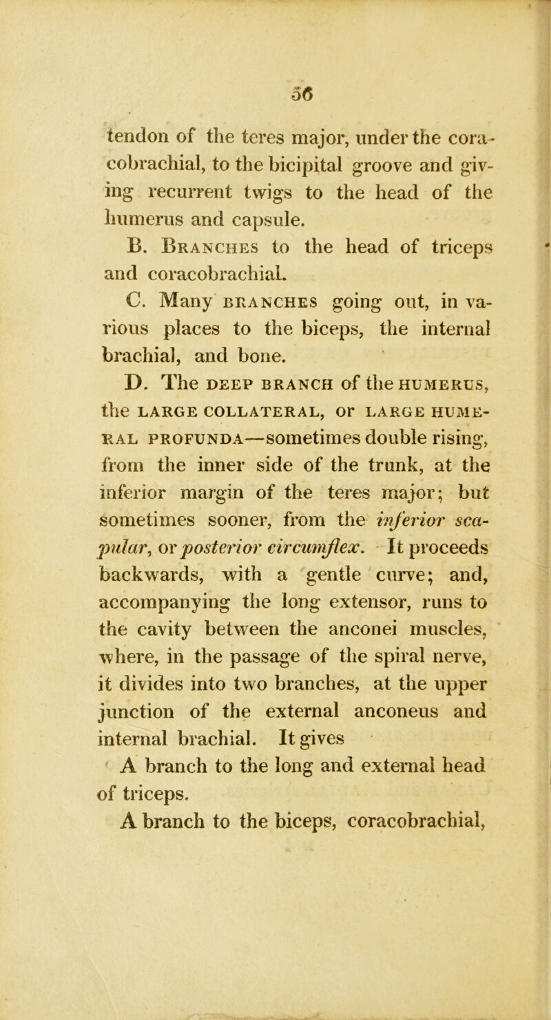 tendon of the teres major, under the cora- cobrachial, to the bicipital groove and giv- ing recurrent twigs to the head of the humerus and capsule. B. Branches to the head of triceps and coracobrachial. C. Many branches going out, in va- rious places to the biceps, the internal brachial, and bone. D. The DEEP BRANCH of the HUMERUS, the LARGE COLLATERAL, Or LARGE HUME- RAL PROFUNDA—sometimes double rising, from the inner side of the trunk, at the inferior margin of the teres major; but sometimes sooner, from the wferior sea- 'pular^ ov posterior circumjiex. It proceeds backwards, with a gentle curve; and, accompanying the long extensor, runs to the cavity between the anconei muscles, where, in the passage of the spiral nerve, it divides into two branches, at the upper junction of the external anconeus and internal brachial. It gives ' A branch to the long and external head of triceps. A branch to the biceps, coracobrachial,