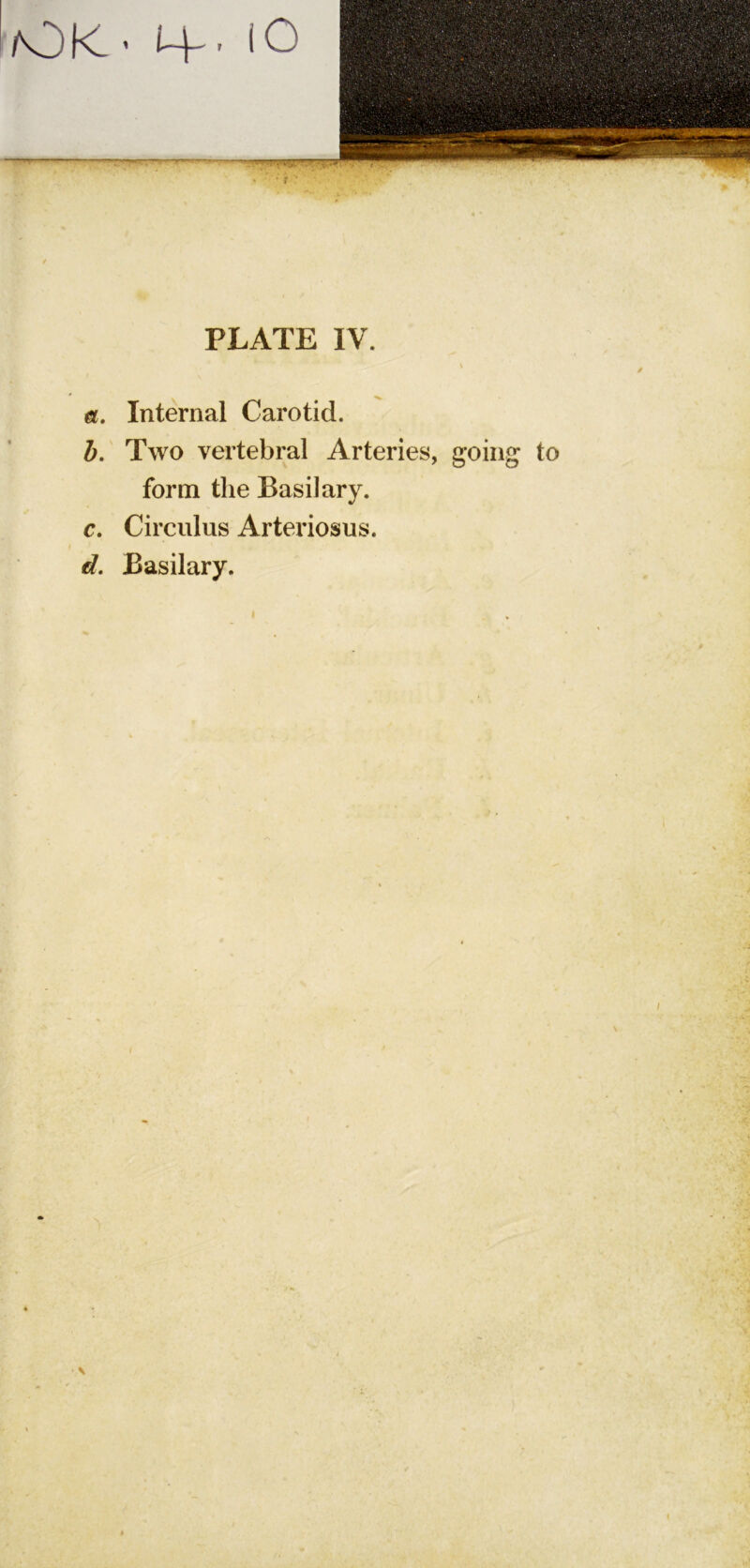 a. Internal Carotid. b. Two vertebral Arteries, going to form the Basil ary. c, Circulus Arteriosus. d, Basilary. f \