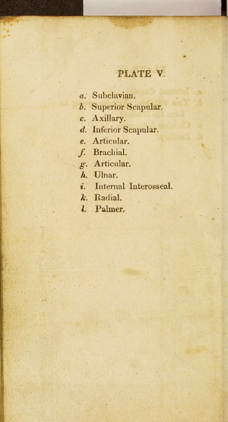 a. Subclavian. h, Superior Scapular. c. Axillary. d. Inferior Scapular. e. Articular. f. Brachial. . g. Articular. A. Ulnar. e. Internal Interosseal, A. Radial. I. Palmer,