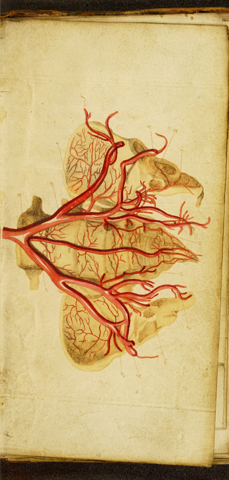 S: ( n I' f ■-f li