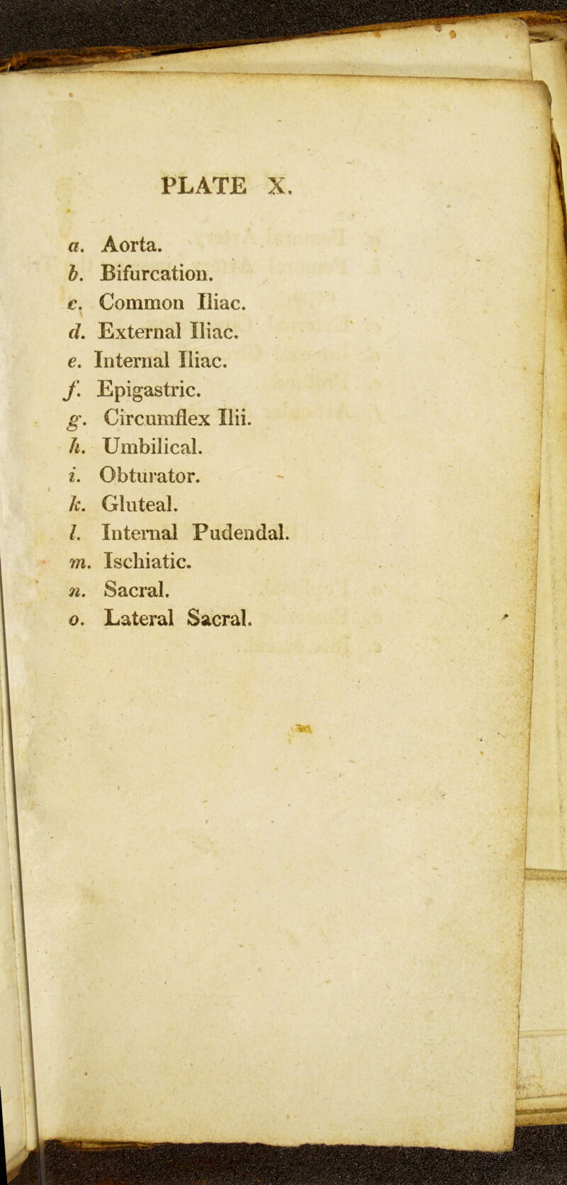 o. Aorta. b. Bifurcation. c. Common Iliac, rf. External Iliac. 6. Internal Iliac. J\ Epigastric. g\ Circumflex Ilii. A. Umbilical. Obtui’ator. k. Gluteal. L Internal Pudendal. m. Ischiatic. n. Sacral. o. Lateral Sacral.