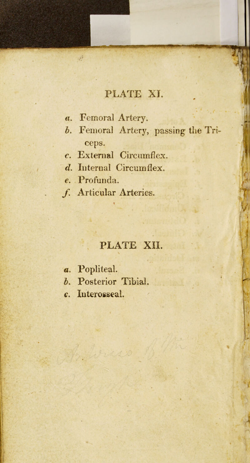 a. Femoral Artery. b. Femoral Artery, passing the Tri ceps. e. External Circumflex. d. Internal Circumflex. €, Profunda, y*. Articular Arteries. . PLATE XII. a. Popliteal. b. Posterior Tibial. c. Interosseal.