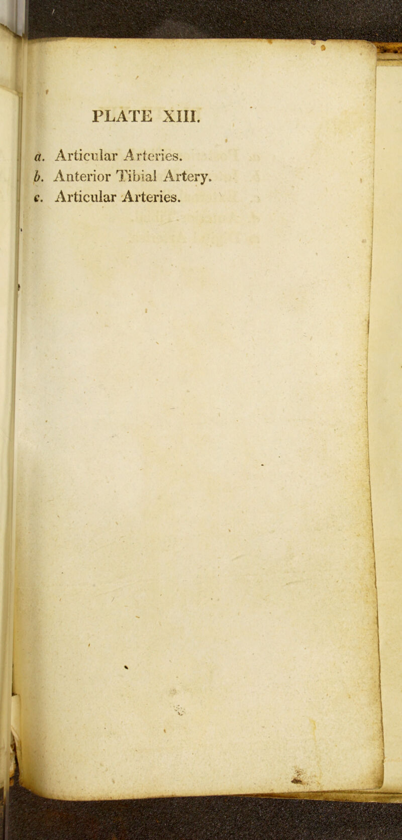 r PLATE XIII. a. Articular Arteries. b. Anterior Tibial Artery, e. Articular Arteries. f I i ; J
