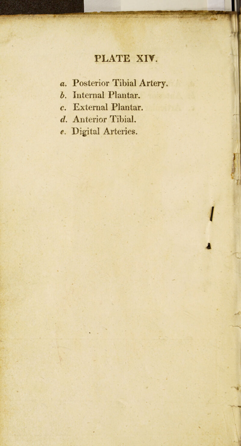 a. Posterior Tibial Artery. b. Internal Plantar. c. External Plantar. d. Anterior Tibial. €, Digital Arteries.