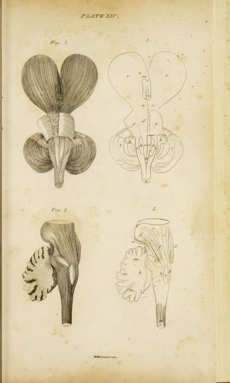 PLATE XIV. #» MtlKJL +xerrs Jr-. i