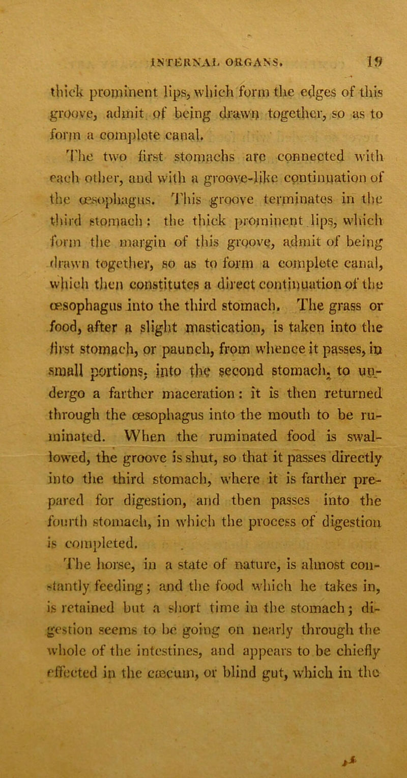 thick prominent lips, which form the edges of this groove, admit of being drawn together, so as to form a complete canal. The two first stomachs are connected with each other, and with a groove-like continuation of the oesophagus. This groove terminates in the third stomach: the thick prominent lips, which form the margin of this groove, admit of being drawn together, so as to form a complete canal, which then constitutes a direct continuation of the oesophagus into the third stomach. The grass or food, after u slight mastication, is taken into the first stomach, or paunch, from whence it passes, in small portions, into the second stomach, to uu- dergo a farther maceration: it is then returned through the oesophagus into the mouth to be ru- minated. When the ruminated food is swal- lowed, the groove is shut, so that it passes directly into the third stomach, where it is farther pre- pared for digestion, and then passes into the fourth stomach, in which the process of digestion is completed. The horse, in a state of nature, is almost con- rtantly feeding; and the food which he takes in, is retained but a short time in the stomach; di- gestion seems to be going on nearly through the whole of the intestines, and appears to be chiefly effected in the caecum, or blind gut, which in the