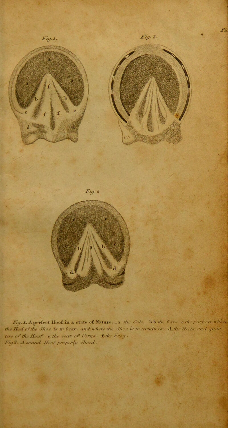 JTiij. JL. ±ri< l 3. M Jfuy 2 Fitj.-L. Aprrfrrr Hoof in a star#* of Nature. _a . fho oo/o. l».l>.///c t,rs of dir Hoof. o-tho jreat of Corns. £-do Fro,/ . Fii/3 • A sound Hoof properly sitotul. •• <) fa /•-• ct/n / \jfton » hi, h.
