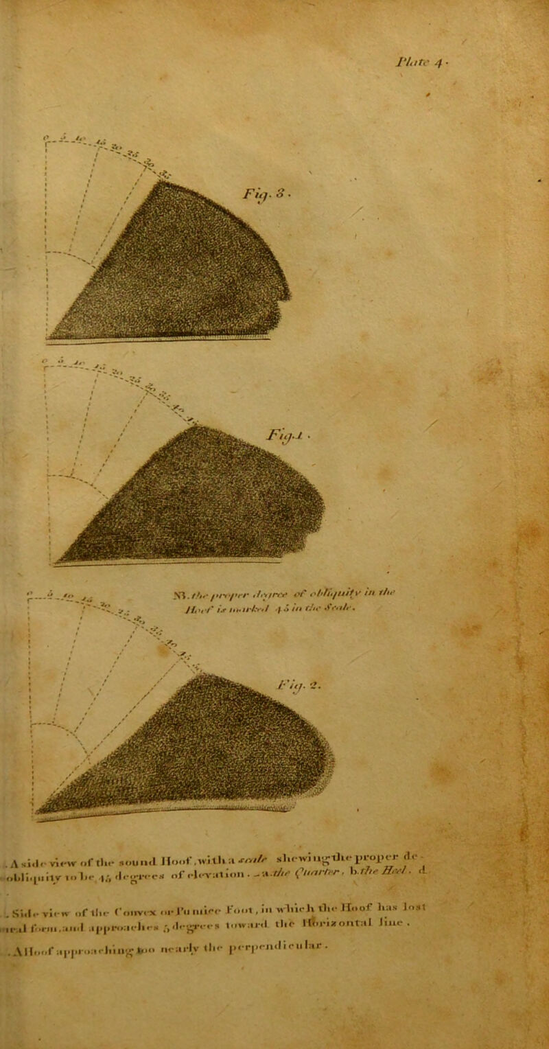 . A sj.lo view of tin* sou.,,1 Hoof .wi.tlia sl.c wi u-il..- pi-opr.- He oUop.iiv.olo- ,;,H.-o., „f elevation.-a.*** C^rtrr, b.U,e3*>l. .1 . Si.l.- virn of llo- Convex oei’.l injure foot, in wlliell ill.' Hoof lias lost .,ialfi.rm.a...La|,,.«,:.il..«f)<l.Sr.-.'» towi.r.1 tl.e iBo-i*ontal line. . A Hoof ii|>|».-o:iriling »no nea. lv tin- j.er|.ej».l i el. lar .