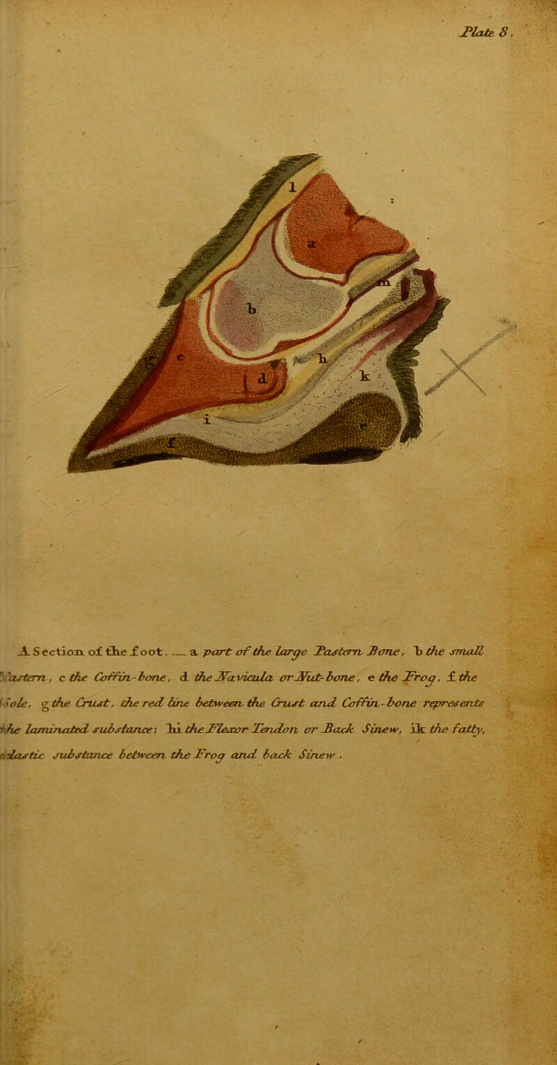 A S ection of the foot a part of the large Fashm Jione. t> the small 'astern, c the Coffin-bone, d theJfavictda orjfut- bone, e the Frog, £ the ' <ole. g the Crust, the red line between die Crust and Coffin-bone represents the laminated substance; hi the Fleccor Tendon or Fack Sinew, ik the fatty. f atlas tic substance between the Frog and back Sinew . . Jr™. ■