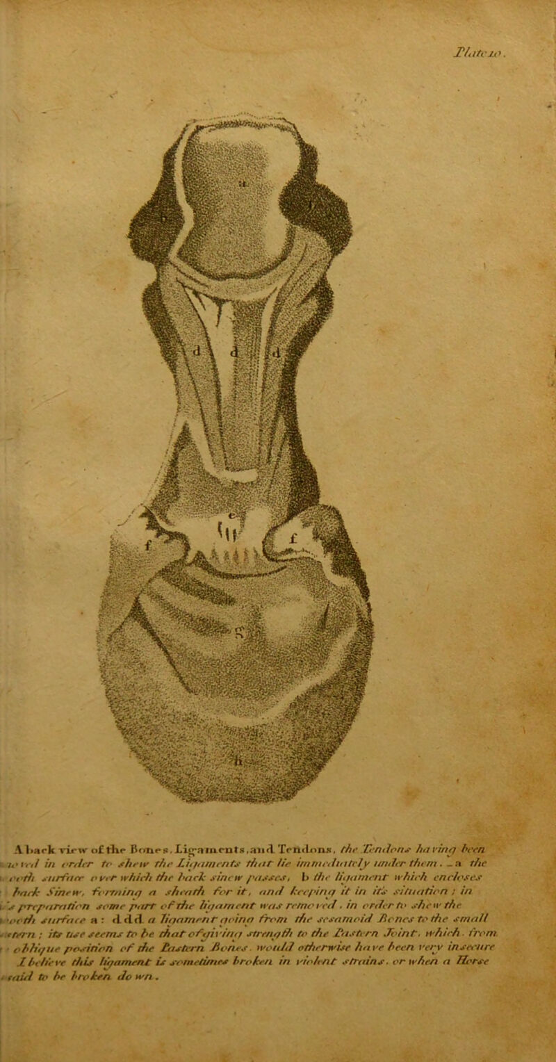 Tltitcjo. A hark virwo£tlie Bon«* 8. ligaments ,aii A Xottcltms, the Tendon# having been G-7sit'd in order to shew the Lief aments tint t lie immediately tinder them . _a the i ooth surface o ver which the back sinew /'asses, l> die in/ament which encloses baric Sinew, \forrninej a sheath for it, and keepinq it in it's situation ; in i is preparation some petrr of the lief ament was re/no red. in order ft* shew the r I'oth surface a : cl cid a liqamenr qoinp from the sesamoid Tones to die small . ttern; its use seems to be that ofyirina strength to the Hasten Joint, which, from ■ oblh/ue posinon of die fa stern hones would otherwise have been very insecure Lbelieve this Iit/ament is sometimes broken in violent strains, or when a TL'rse . caul to be broken do wn.