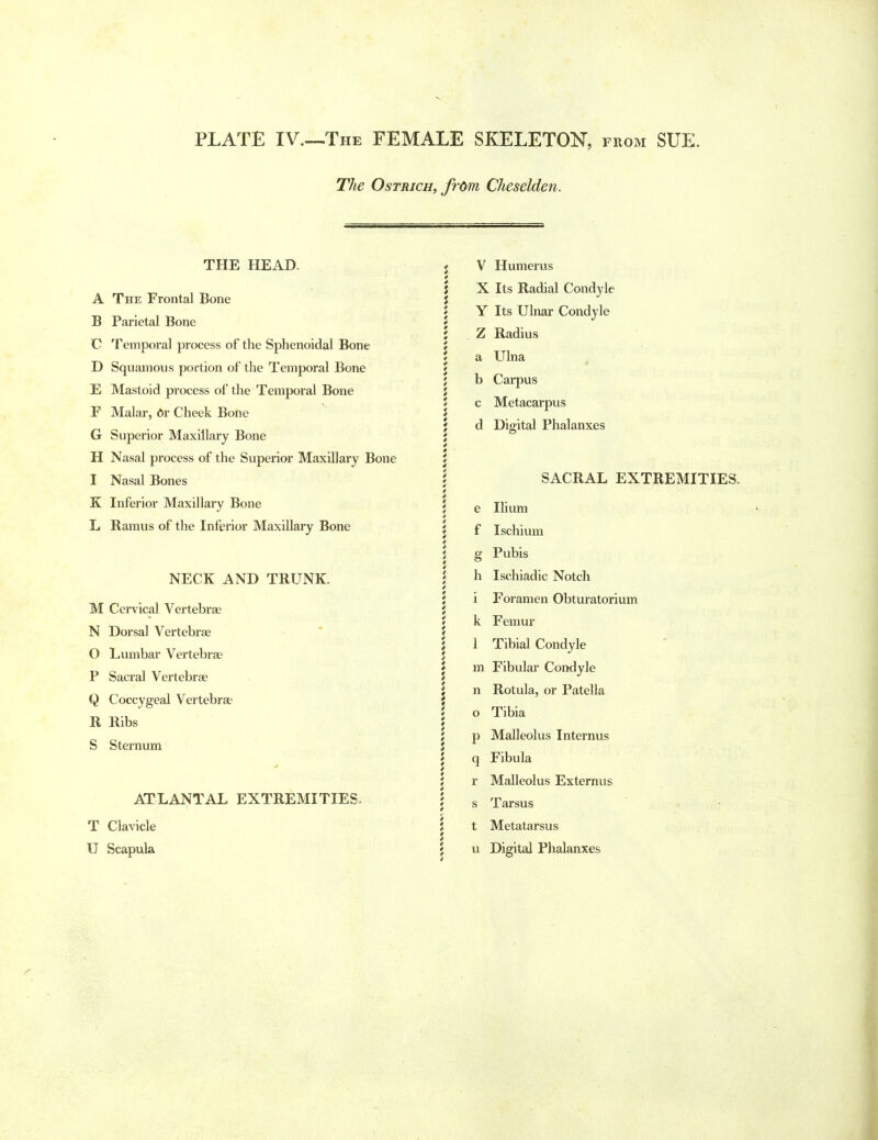 PLATE IV.—The FEMALE SKELETON, from SUE. The Ostrich, from Cheselden. THE HEAD. A The Frontal Bone B Parietal Bone C Temporal process of the Sphenoidal Bone D Squamous portion of the Temporal Bone E Mastoid process of the Temporal Bone F Malar, dr Cheek Boiie G Superior Maxillary Bone H Nasal process of the Superior Maxillary Bone I Nasal Bones K Inferior Maxillary Bone L Ramus of the Inferior Maxillary Bone NECK AND TRUNK. M Cervical Vertebrae N Dorsal Vertebrae O Lumbar Vertebrae P Sacral Vertebrae Q Coccygeal Vertebrae R Ribs S Sternum ATLANTAL EXTREMITIES. T Clavicle j V Humerus S X Its Radial Condyle \ Y Its Ulnar Condyle ; . Z Radius l a Ulna 5 b Carpus i c Metacarpus ; d Digital Phalanxes l SACRAL EXTREMITIES. i \ e Ilium $ f Ischium \ g Pubis \ h Ischiadic Notch j i Foramen Obturatorium J k Femur J 1 Tibial Condyle j m Fibular Condyle | n Rotula, or Patella ; o Tibia i p Malleolus Internus l q Fibula 5 r Malleolus Externus 5 s Tarsus t t Metatarsus 5