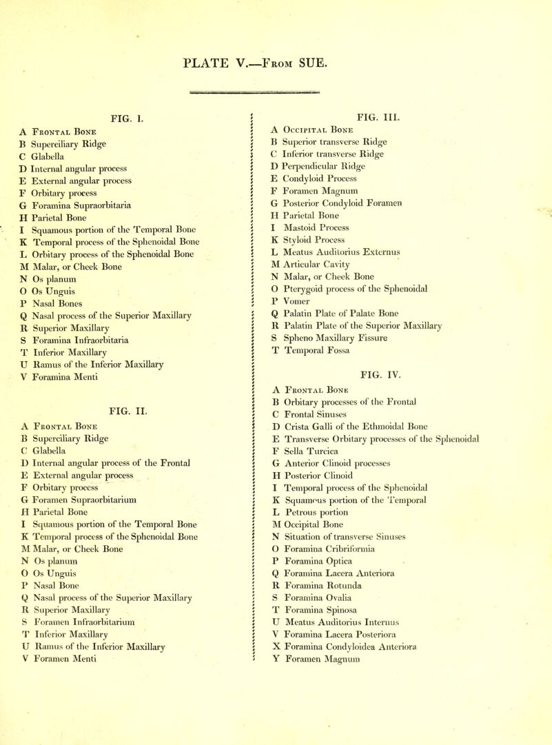FIG. 1. A Frontal Bone B Superciliary Ridge C Glabella D Internal angular process E External angular process F Orbitary process G Foramina Supraorbitaria H Parietal Bone I Squamous portion of the Temporal Bone K Temporal process of the Sphenoidal Bone L Orbitary process of the Sphenoidal Bone M Malar, or Cheek Bone N Os planum O Os Unguis P Nasal Bones Q Nasal process of the Superior Maxillary R Superior Maxillary S Foramina Infraorbitaria T Inferior Maxillary U Ramus of the Inferior Maxillary V Foramina Menti FIG. II. A Frontal Bone B Superciliary Ridge C Glabella D Internal angular process of the Frontal E External angular process F Orbitary process G Foramen Supraorbitarium H Parietal Bone I Squamous portion of the Temporal Bone K Temporal process of the Sphenoidal Bone M Malar, or Cheek Bone N Os planum O Os Unguis P Nasal Bone Q Nasal process of the Superior Maxillary R Superior Maxillary S Foramen Infraorbitarium T Inferior Maxillary U Ramus of the Inferior Maxillary V Foramen Menti 5 FIG. III. i A Occipital Bone ; B Superior transverse Ridge j C Inferior transverse Ridge i D Perpendicular Ridge 5 E Condyloid Process j F Foramen Magnum \ G Posterior Condyloid Foramen \ H Parietal Bone 5 I Mastoid Process j K Styloid Process S L Meatus Auditorius Externus 5 M Articular Cavity $ N Malar, or Cheek Bone ; O Pterygoid process of the Sphenoidal ; P Vomer J Q Palatin Plate of Palate Bone j R Palatin Plate of the Superior Maxillary j S Spheno Maxillary Fissure i T Temporal Fossa j FIG. IV. \ A Frontal Bone $ B Orbitary processes of the Frontal j C Frontal Sinuses | D Crista Galli of the Ethmoidal Bone J E Transverse Orbitary processes of the Sphenoidal \ F Sella Turcica } G Anterior Clinoid processes j H Posterior Clinoid 5 I Temporal process of the Sphenoidal j K Squamous portion of the Temporal \ L Petrous portion ' M Occipital Bone \ N Situation of transverse Sinuses 5 O Foramina Cribriformia J P Foramina Optica 5 Q Foramina Lacera Anteriora ; R Foramina Rotunda ; S Foramina Ovalia 5 T Foramina Spinosa j U Meatus Auditorius Interims j V Foramina Lacera Posteriora 5 X Foramina Condyloidea Anteriora 5 Y Foramen Magnum