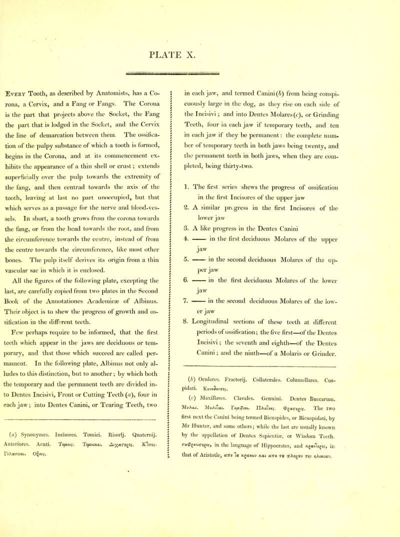 Eveky Tooth, as described by Anatomists, has a Co- rona, a Cervix, and a Fang or Fangs. The Corona is the part that projects above the Socket, the Fang the part that is lodged in the Socket, and the Cervix the line of demarcation between them. The ossifica- tion of the pulpy substance of which a tooth is formed, begins in the Corona, and at its commencement ex- hibits the appearance of a thin shell or crust; extends superficially over the pulp towards the extremity of the fang, and then centrad towards the axis of the tooth, leaving at last no part unoccupied, but that which serves as a passage for the nerve and blood-ves- sels. In short, a tooth grows from the corona towards the fang, or from the head towards the root, and from the circumference towards the centre, instead of from the centre towards the circumference, like most other bones. The pulp itself derives its origin from a thin vascular sac in which it is enclosed. All the figures of the following plate, excepting the last, are carefully copied from two plates in the Second Book of the Annotationes Academic* of Albinus. Their object is to shew the progress of growth and os- sification in the different teeth. Few perhaps require to be informed, that the first teeth which appear in the jaws are deciduous or tem- porary, and that those which succeed are called per- mament. In the following plate, Albinus not only al- ludes to this distinction, but to another; by which both the temporary and the permanent teeth are divided in- to Dentes Incisivi, Front or Cutting Teeth (a), four in each jaw; into Dentes Canini, or Tearing Teeth, two (a) Synonymes. Incisores. Tomiei. Risorij. Quaternij. Anteriores. Acuti. Topet;. T tftfixoi. Kims. FsA««iw. 0|«& in each jaw, and termed Canini (b) from being conspi- cuously large in the dog, as they rise on each side of the Incisivi; and into Dentes Molares(c), or Grinding Teeth, four in each jaw if temporary teeth, and ten in each jaw if they be permanent: the complete num- ber of temporary teeth in both jaws being twenty, and the permanent teeth in both jaws, when they are com- pleted, being thirty-two. 1. The first series shews the progress of ossification in the first Incisores of the upper jaw 2. A similar progress in the first Incisores of the lower jaw 3. A like progress in the Dentes Canini 4. in the first deciduous Molares of the upper jaw 5. in the second deciduous Molares of the up- per jaw 6. in the first deciduous Molares of the lower jaw 7. in the second deciduous Molares of the low- er jaw 8. Longitudinal sections of these teeth at different periods of ossification; the five first—of the Dentes Incisivi; the seventh and eighth—of the Dentes Canini; and the ninth—of a Molaris or Grinder. (2>) Oculares. Fractorij. Collatcrales. Columellares. Cus- pidati. KwoSovres. (c) Maxillares. Clavales. Genuini. Dentes Buccarum. M'jXa.i. 'MvXfloii. Toptptoi. IDi«lag, The two first next the Canini being termed Bicuspides, or Bicuspidati, by Mr Hunter, and some others; while the last are usually known by the appellation of Dentes Sapientiae, or Wisdom Teeth.. c-atp^ans-y^ie, in the language of Hippocrates, and x^ccfly^es, in that of Aristotle, x7to In kxs xtto ts tjjv r,hMixv*.