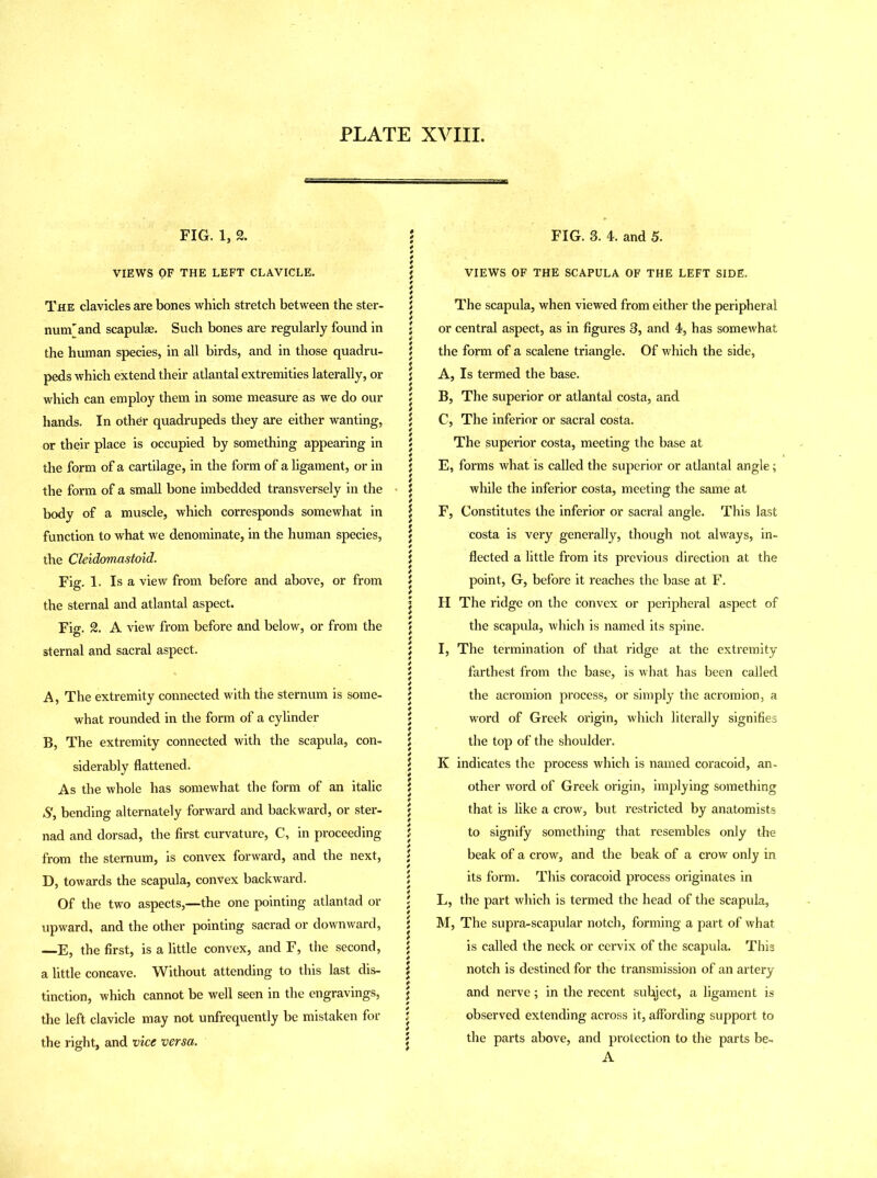 FIG. 1, 2. i VIEWS OF THE LEFT CLAVICLE. The clavicles are bones which stretch between the ster- 5 num' and scapulae. Such bones are regularly found in ; the human species, in all birds, and in those quadru- \ peds which extend their atlantal extremities laterally, or \ which can employ them in some measure as we do our j hands. In other quadrupeds they are either wanting, ; or their place is occupied by something appearing in ; the form of a cartilage, in the form of a ligament, or in \ the form of a small bone imbedded transversely in the • j body of a muscle, which corresponds somewhat in ^ function to what we denominate, in the human species, \ the Cleidomastoid. j Fig. 1. Is a view from before and above, or from j the sternal and atlantal aspect. ; Fig. 2. A view from before and below, or from the 5 sternal and sacral aspect. ; \ A, The extremity connected with the sternum is some- j what rounded in the form of a cylinder B, The extremity connected with the scapula, con- j siderably flattened. \ As the whole has somewhat the form of an italic \ S, bending alternately forward and backward, or ster- j nad and dorsad, the first curvature, C, in proceeding j from the sternum, is convex forward, and the next, \ D, towards the scapula, convex backward. \ Of the two aspects,—the one pointing atlantad or \ upward, and the other pointing sacrad or downward, J —E, the first, is a little convex, and F, the second, j a little concave. Without attending to this last dis- \ tinction, which cannot be well seen in the engravings, j the left clavicle may not unfrequently be mistaken for J the right, and vice versa. j FIG. 3. 4. and 5. VIEWS OF THE SCAPULA OF THE LEFT SIDE. The scapula, when viewed from either the peripheral or central aspect, as in figures 3, and 4, has somewhat the form of a scalene triangle. Of which the side, A, Is termed the base. B, The superior or atlantal costa, and C, The inferior or sacral costa. The superior costa, meeting the base at E, forms what is called the superior or atlantal angle; while the inferior costa, meeting the same at F, Constitutes the inferior or sacral angle. This last costa is very generally, though not always, in- flected a little from its previous direction at the point, G, before it reaches the base at F. H The ridge on the convex or peripheral aspect of the scapula, which is named its spine. I, The termination of that ridge at the extremity farthest from the base, is what has been called the acromion process, or simply the acromion, a word of Greek origin, which literally signifies the top of the shoulder. K indicates the process which is named coracoid, an- other word of Greek origin, implying something that is like a crow, but restricted by anatomists to signify something that resembles only the beak of a crow, and the beak of a crow only in its form. This coracoid process originates in L, the part which is termed the head of the scapula, M, The supra-scapular notch, forming a part of what is called the neck or cervix of the scapula. This notch is destined for the transmission of an artery and nerve; in the recent subject, a ligament is observed extending across it, affording support to the parts above, and protection to the parts be- A