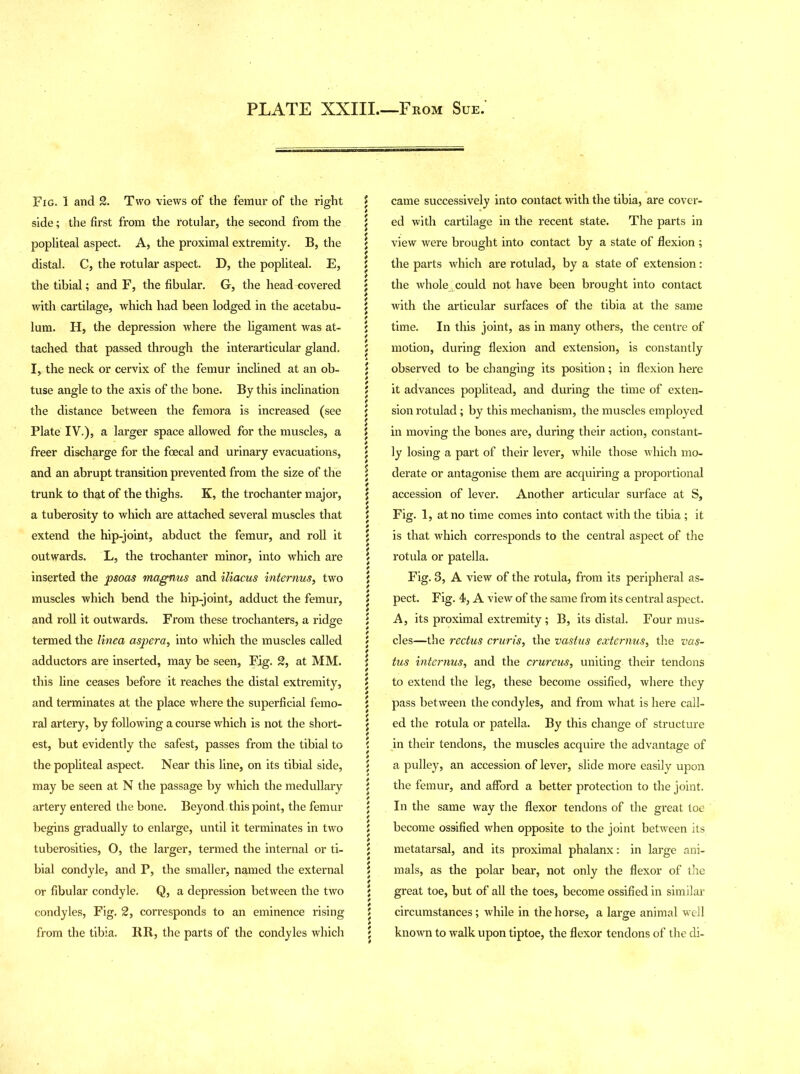 Fig. 1 and 2. Two views of the femur of the right side; the first from the rotular, the second from the popliteal aspect. A, the proximal extremity. B, the distal. C, the rotular aspect. D, the popliteal. E, the tibial; and F, the fibular. G-, the head covered with cartilage, which had been lodged in the acetabu- lum. H, the depression where the ligament was at- tached that passed through the interarticular gland. I, the neck or cervix of the femur inclined at an ob- tuse angle to the axis of the bone. By this inclination the distance between the femora is increased (see Plate IV.), a larger space allowed for the muscles, a freer discharge for the foecal and urinary evacuations, and an abrupt transition prevented from the size of the trunk to that of the thighs. K, the trochanter major, a tuberosity to which are attached several muscles that extend the hip-joint, abduct the femur, and roll it outwards. L, the trochanter minor, into which are inserted the psoas magnus and iliacus internus, two muscles which bend the hip-joint, adduct the femur, and roll it outwards. From these trochanters, a ridge termed the linea aspera, into which the muscles called adductors are inserted, may be seen. Fig. 2, at MM. this line ceases before it reaches the distal extremity, and terminates at the place where the superficial femo- ral artery, by following a course which is not the short- est, but evidently the safest, passes from the tibial to the popliteal aspect. Near this line, on its tibial side, may be seen at N the passage by which the medullary artery entered the bone. Beyond , this point, the femur begins gradually to enlarge, until it terminates in two tuberosities, O, the larger, termed the internal or ti- bial condyle, and P, the smaller, named the external or fibular condyle. Q, a depression between the two condyles, Fig. 2, corresponds to an eminence rising from the tibia. RR, the parts of the condyles which came successively into contact with the tibia, are cover- ed with cartilage in the recent state. The parts in view were brought into contact by a state of flexion ; the parts which are rotulad, by a state of extension: the whole could not have been brought into contact with the articular surfaces of the tibia at the same time. In this joint, as in many others, the centre of motion, during flexion and extension, is constantly observed to be changing its position; in flexion here it advances poplitead, and during the time of exten- sion rotulad; by this mechanism, the muscles employed in moving the bones are, during their action, constant- ly losing a part of their lever, while those which mo- derate or antagonise them are acquiring a proportional accession of lever. Another articular surface at S, Fig. 1, at no time comes into contact with the tibia; it is that which corresponds to the central aspect of the rotula or patella. Fig. 3, A view of the rotula, from its peripheral as- pect. Fig. 4>, A view of the same from its central aspect. A, its proximal extremity; B, its distal. Four mus- cles—the rectus cruris, the vastus externus, the vas- tus internus, and the crureus, uniting their tendons to extend the leg, these become ossified, where they pass between the condyles, and from what is here call- ed the rotula or patella. By this change of structure in their tendons, the muscles acquire the advantage of a pulley, an accession of lever, slide more easily upon the femur, and afford a better protection to the joint. In the same way the flexor tendons of the great toe become ossified when opposite to the joint between its metatarsal, and its proximal phalanx: in large ani- mals, as the polar bear, not only the flexor of the great toe, but of all the toes, become ossified in similar circumstances; while in the horse, a large animal well known to walk upon tiptoe, the flexor tendons of the di-