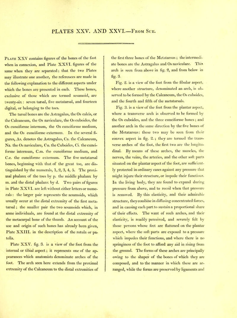 Plate XXV contains figures of the bones of the foot when in connexion, and Plate XXVI. figures of the same when they are separated; that the two Plates may illustrate one another, the references are made in the following explanation to the different aspects under which the bones are presented in each. These bones, exclusive of those which are termed sesamoid, are twenty-six : seven tarsal, five metatarsal, and fourteen digital, or belonging to the toes. The tarsal bones are the Astragalus, the Os calcis, or the Calcaneum, the Os naviculare, the Os cuboides, the Os cuneiforme internum, the Os cuneiforme medium, and the Os cuneiforme externum. In the several fi- gures, As. denotes the Astragalus, Ca. the Calcaneum, Na. the Os naviculare, Cu. the Cuboides, Ci. the cunei- forme internum, C.m. the cuneiforme medium, and C.e. the cuneiforme externum. The five metatarsal bones, beginning with that of the great toe, are dis- tinguished by the numerals, 1, 2, 3, 4, 5. The proxi- mal phalanx of the toes by p. the middle phalanx by m. and the distal phalanx by d. Two pairs of figures in Plate XXVI. are left without either letters or nume- rals : the larger pair represents the sesamoids, which usually occur at the distal extremity of the first meta- tarsal ; the smaller pair the two sesamoids which, in some individuals, are found at the distal extremity of the metacarpal bone of the thumb. An account of the use and origin of such bones has already been given, Plate XXIII. in the description of the rotula or pa- tella. Plate XXV. fig. 3. is a view of the foot from the internal or tibial aspect; it represents one of the ap- pearances which anatomists denominate arches of the foot. The arch seen here extends from the proximal extremity of the Calcaneum to the distal extremities of ; the first three bones of the Metatarsus ; the intermedi- ; ate bones are the Astragalus and Os naviculare. This 5 arch is seen from above in fig. 2, and from below in | fig. 8, ' Fig. 2. is a view of the foot from the fibular aspect, 5 where another structure, denominated an arch, is ob- 5 served to be formed by the Calcaneum, the Os cuboides, | and the fourth and fifth of the metatarsals. Fig. 3. is a view of the foot from the plantar aspect, l where a transverse arch is observed to be formed by } the Os cuboides, and the three cuneiforme bones; and \ another arch in the same direction by the five bones of $ the Metatarsus: these two may be seen from their $ convex aspect in fig. 2.; they are termed the trans- ; verse arches of the foot, the first two are the longitu- | dinal. By means of these arches, the muscles, the 5 nerves, the veins, the arteries, and the other soft parts } situated on the plantar aspect of the foot, are sufficient- | ly protected in ordinary cases against any pressure that S might injure their structure, or impede their functions. ' In the living body, they are found to expand during t pressure from above, and to recoil when that pressure l is removed. By this elasticity, and their admirable \ structure, they combine in diffusing concentrated forces, \ and in causing each part to sustain a proportional share j of their effects. The want of such arches, and their | elasticity, is readily perceived, and severely felt by l those persons whose feet are flattened on the plantar J aspect, where the soft parts are exposed to a pressure ' which impedes their functions, and where there is no J springiness of the foot to afford any aid in rising from { the ground. The forms of these arches are principally \ owing to the shapes of the bones of which they are | composed, and to the manner in which these are ar- il ranged, while the forms are preserved by ligaments and