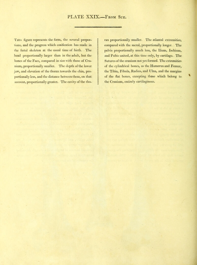 This figure represents the form, the several propor- tions, and the progress which ossification has made in the foetal skeleton at the usual time of birth. The head proportionally larger than in the adult, but the bones of the Face, compared in size with those of Cra- nium, proportionally smaller. The depth of the lower jaw, and elevation of the thorax towards the chin, pro- portionally less, and the distance between them, on that account, proportionally greater. The cavity of the tho- $ rax proportionally smaller. The atlantal extremities, j compared with the sacral, proportionally longer. The } pelvis proportionally much less, the Ilium, Ischium, 5 and Pubis united, at this time only, by cartilage. The \ Sutures of the cranium not yet formed. The extremities \ of the cylindrical bones, as the Humerus and Femur, \ the Tibia, Fibula, Radius, and Ulna, and the margins j of the flat bones, excepting those which belong to j the Cranium, entirely cartilaginous.