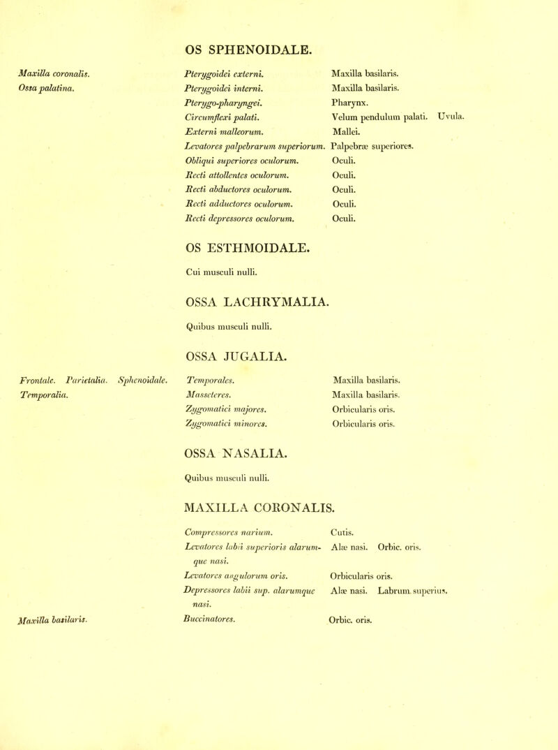 OS SPHENOIDALE. Maxilla coronalis. Ossa palatina. Frontale. Farietalia. Temporalia. Pterygoidei externl. Pterygoidei interni. Pterygo-pharyngei. Circumflexi palati. Externl malleorum. Levatores palpebrarum superiorum. Obliqui superlores ocidorum. Recti attollentes oculorum. Recti abductores oculorum. Recti adductores oculorum. Recti depressores oculorum. Maxilla basilaris. Maxilla basilaris. Pharynx. Velum pendulum palati. Mallei. Palpebrae superiores. Oculi. Oculi. Oculi. Oculi. Oculi. Uvula. OS ESTHMOIDALE. Cui musculi nulli. OSSA LACHRYMALIA. Quibus musculi nulli. OSSA JUGALIA. Sphenoidale. Temporales. Masseteres. Zygomatici majores. 'Zygomatici minores. OSSA NAS ALIA. Quibus musculi nulli. Maxilla basilaris. Maxilla basilaris. Orbicularis oris. Orbicularis oris. MAXILLA CORONALIS. Compressores narium. Levatores labii superioris alarum- que nasi. Levatores angulorum oris. Depressores labii sup. alarumque nasi. Cutis. Alae nasi. Orbic. oris. Orbicularis oris. Alse nasi. Labrum. superius.