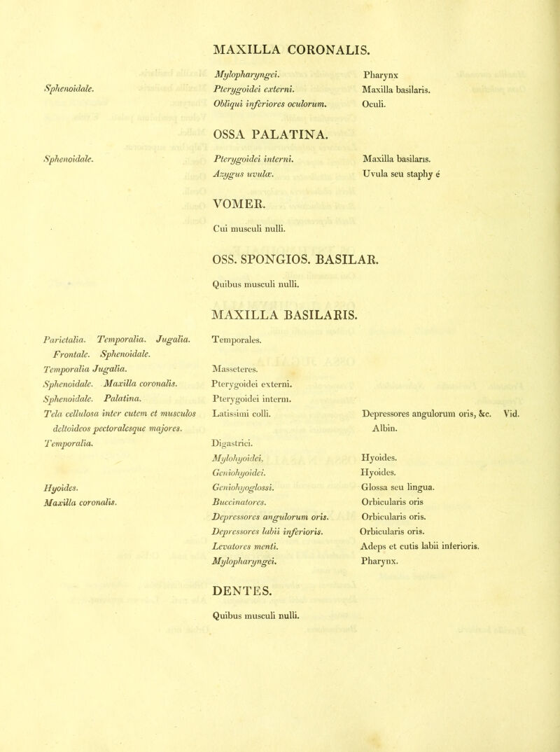 Sphenoidale. Sphenoidale. Mylopharyngei. Pterygoidei externi. Obliqui inferiores oculorum. Pharynx Maxilla basilaris. Oculi. OSSA PALATINA. Pterygoidei interni. Azygus uvulae. VOMER. Cui musculi nulli. Maxilla basilaris. Uvula seu staphy e OSS. SPONGIOS. BASILAR. Quibus musculi nulli. Parietalia. Temporalia. Jugalia. Frontale. Sphenoidale. Temporalia Jugalia. Sphenoidale. Maxilla coronalis. Sphenoidale. Palatina. Tela cellulosa inter cutem et musculos deltoideos pectoralesque majores. Temporalia. Hyoides. Maxilla coronalis. MAXILLA BASILARIS. Temporales. Masseteres. Pterygoidei externi. Pterygoidei interni. Latissimi colli. Digastrici. Mylohyoidei, Geniohyoidei. Geniohyoglossi. Buccinatores. Depressores angulorum oris. Depressores labii inferioris. Levatores menti. Mylopharyngei. Depressores angulorum oris, &c. Vid. Albin. Plyoides. Hyoides. Glossa seu lingua. Orbicularis oris Orbicularis oris. Orbicularis oris. Adeps et cutis labii inferioris. Pharynx. DENTES. Quibus musculi nulli.