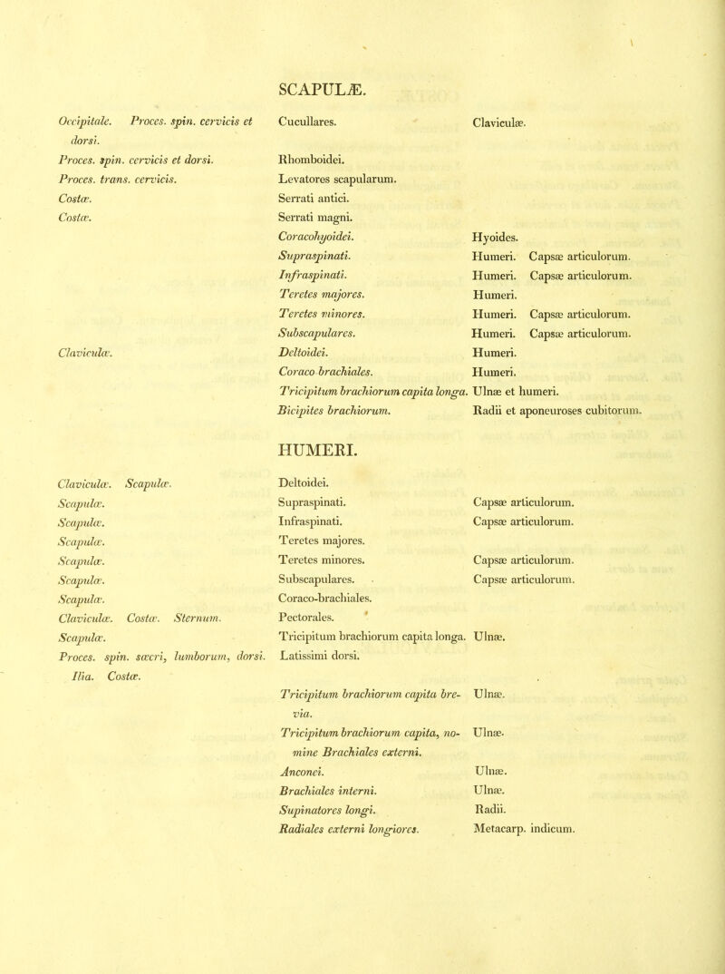 Occipitale. Proces. spin, cervicis et dorsi. Proces. spin, cervicis et dorsi. Proces. trams, cervicis. Costae. Costae. Claviculce. Cucullares. Clavicular. Rhomboidei. Levatores scapularum. Serrati antici. Serrati magni. Coracohyoidei. Hyoides. Supraspinati. Humeri. Capsae articulorum. Infraspinati. Humeri. Capsae articulorum. Teretes majores. Humeri. Teretes minores. Humeri. Capsae articulorum. Subscapulares. Humeri. Capsae articulorum. Deltoidei. Humeri. Coraco brachiales. Humeri. Tricipitum brachiorum capita longa. Ulnae et humeri. Bicipites brachiorum. Radii et i aponeuroses cubitorum. HUMERI. Claviculce. Scapulae. Scapulae. Scapulae. Scapulae. Scapidce. Scapulae. Scapulae. Claviculce. Costae. Scapulae. Proces. spin, scecri, Ilia. Costae. Sternum, lumborum, dorsi. Deltoidei. Supraspinati. Infraspinati. Teretes majores. Teretes minores. Subscapulares. Coraco-brachiales. Pectorales. Tricipitum brachiorum capita longa. Latissimi dorsi. Capsae articulorum. Capsae articulorum. Capsae articulorum. Capsae articulorum. Ulnae. Tricipitum brachiorum capita bre- via. Tricipitum brachiorum capita, no- mine Brachiales externi. Anconei. Brachiales interni. Supinatores longi. Radialcs externi longiores. Ulnae. Ulnae. Ulnae. Ulnae. Radii. Metacarp, indicum.