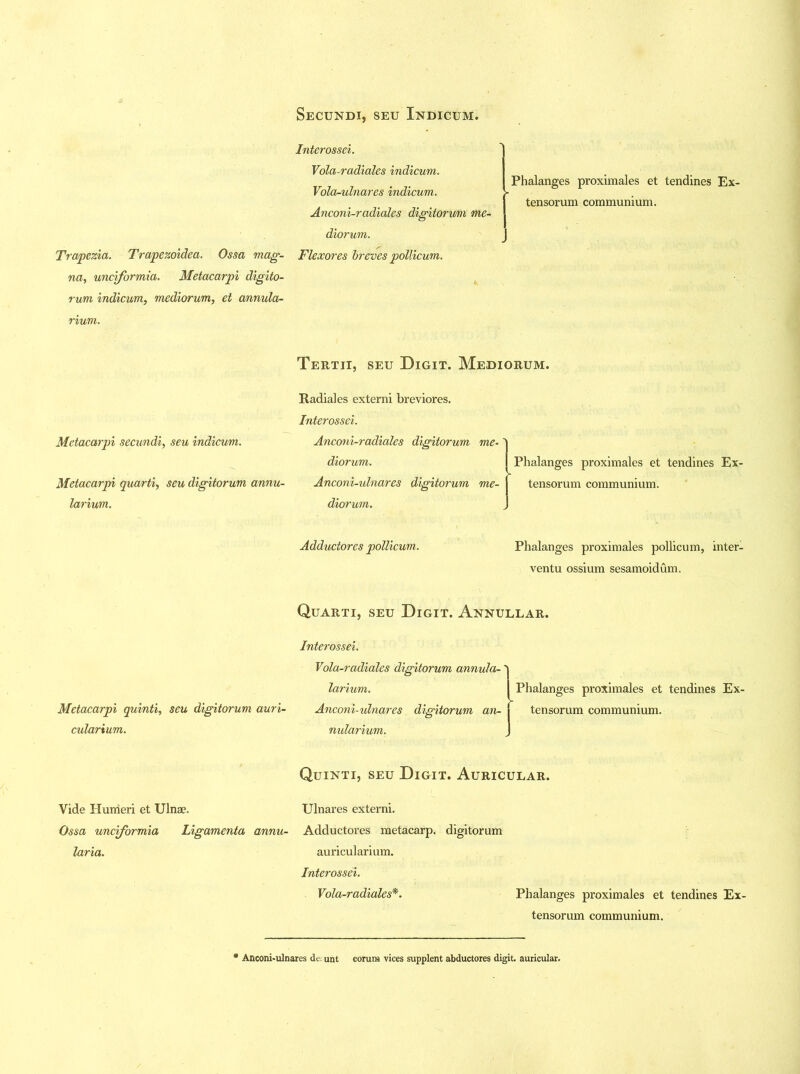 Interossei. Vola-radiales indicum. Vola-ulnares indicum. Anconi-radiales digitorum me diorum. Trapezia. Trapezoidea. Ossa mag- Flexores breves pollicum. na, unciformia. Metacarpi digito- rum indicum, mediorum, et annula- rium. Tertii, seu Digit. Mediorum. Radiales externi breviores. Interossei. Anconi-radiales digitorum me- diorum. I Phalanges proximales et tendines Ex- Anconi-ulnares digitorum me- [ tensorum communium. diorum. ) Addudores pollicum. Phalanges proximales pollicum, inter- ventu ossium sesamoidum. Quarti, seu Digit. Annullar. Interossei. Vola-radiales digitorum annula- 'j larium. I Phalanges proximales et tendines Ex- Metacarpi quinti, seu digitorum auri- Anconi-ulnares digitorum an- f tensorum communium. cularium. nularium. j Quinti, seu Digit. Auricular. Ulnares externi. Adductores metacarp, digitorum auricularium. Interossei. Vola-radiales*. Phalanges proximales et tendines Ex- tensorum communium. * Anconi-ulnares de; unt eorum vices supplent abductores digit, auricular. Vide Humeri et Ulnae. Ossa unciformia Ligamenta annu- laria. Metacarpi secundi, seu indicum. Metacarpi quarti, seu digitorum annu- larium. Phalanges proximales et tendines Ex- tensorum communium.