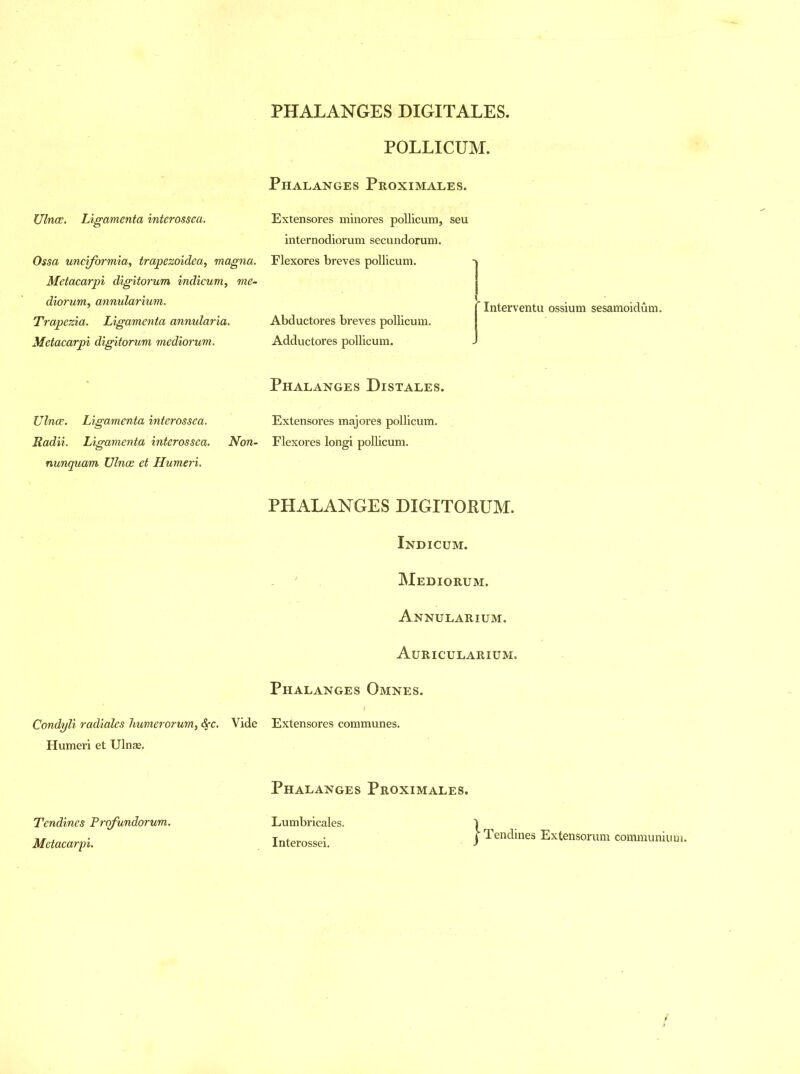 POLLICUM. Phalanges Proximales. Ulnae. Ligamenta interossea. Extensores minores pollicum, seu internodiorum secundorum. Ossa unciformia, trapezoidea, magna. Metacarpi digitorum indicum, me- diorum, annularium. Trapezia. Ligamenta annularia. Metacarpi digitorum mediorum. Flexores breves pollicum. v j Interventu ossium sesamoidum. Abductores breves pollicum. I Adductores pollicum. J Phalanges Distales. Ulna?. Ligamenta interossea. Extensores majores pollicum. Radii. Ligamenta interossea. Non- Flexores longi pollicum. nunquam Ulna; et Humeri. PHALANGES DIGITORUM. Indicum. Mediorum. Annularium. Auricularium. Phalanges Omnes. Condyli radiates humerorum, «§*c. Vide Extensores communes. Humeri et Ulnae. Tendines Profundorum. Metacarpi. Phalanges Proximales. Lumbricales. I Interossei J Tendines Extensorum communium.