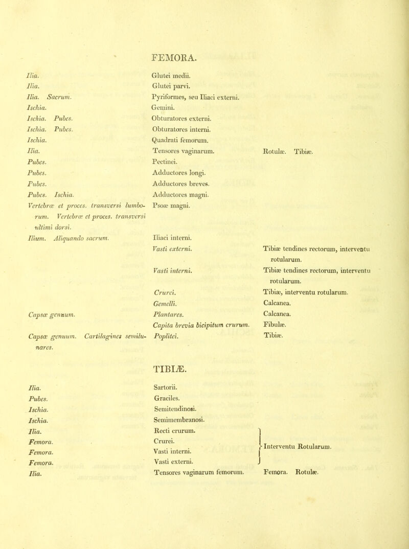 FEMORA. Ilia. Ilia. Ilia. Sacrum. Ischia. Ischia. Pubes. Ischia. Pubes. Ischia. Ilia. Pubes. Pubes. Pubes. Pubes. Ischia. Vertebrae et proces. transversi lurnbo- rum. Vertebrae et proces. transversi ultimi dorsi. Ilium. Aliquando sacrum. Capsae gentium. Capsae genuum. Cartilagines semilu- nares. Ilia. Pubes. Ischia. Ischia. Ilia. Femora. Femora. Femora. Ilia. Glutei medii. Glutei parvi. Pyriformes, seu Iliaci externi. Gemini. Obturatores externi. Obturatores interni. Quadrati femorum. Tensores vaginarum. Pectinei. Adductores longi. Adductores breves. Adductores magni. Psose magni. Iliaci interni. Vasti externi. Vasti interni. Crurei. Gemelli. Plantares. Capita brevia bicipitum crurum. Poplitei. TIBI M. Sartorii. Graciles. Semitendinosi. Semimembranosi. Recti crurum. Crurei. Vasti interni. Vasti externi. Tensores vaginarum femorum. Rotulae. Tibiae. Tibiae tendines rectorum, interventu rotularum. Tibiae tendines rectorum, interventu rotularum. Tibiae, interventu rotularum. Calcanea. Calcanea. Fibulae. Tibiae. | Interventu Rotularum. Femora. Rotulee.