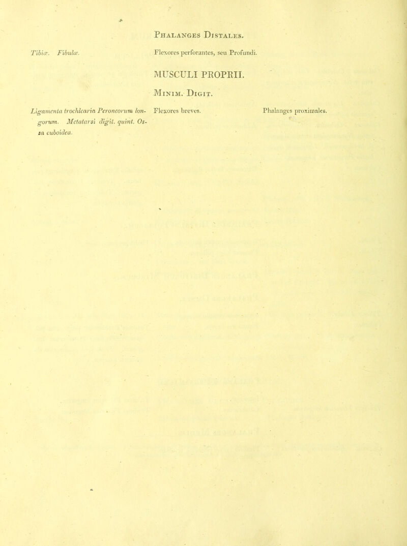 Tibiae. Fibulae. Flexores perforantes, seu Profundi. MUSCULI PROPRIX. Minim. Digit. gorum. Metatarsi digit, quint. Os- sa cuboidea.