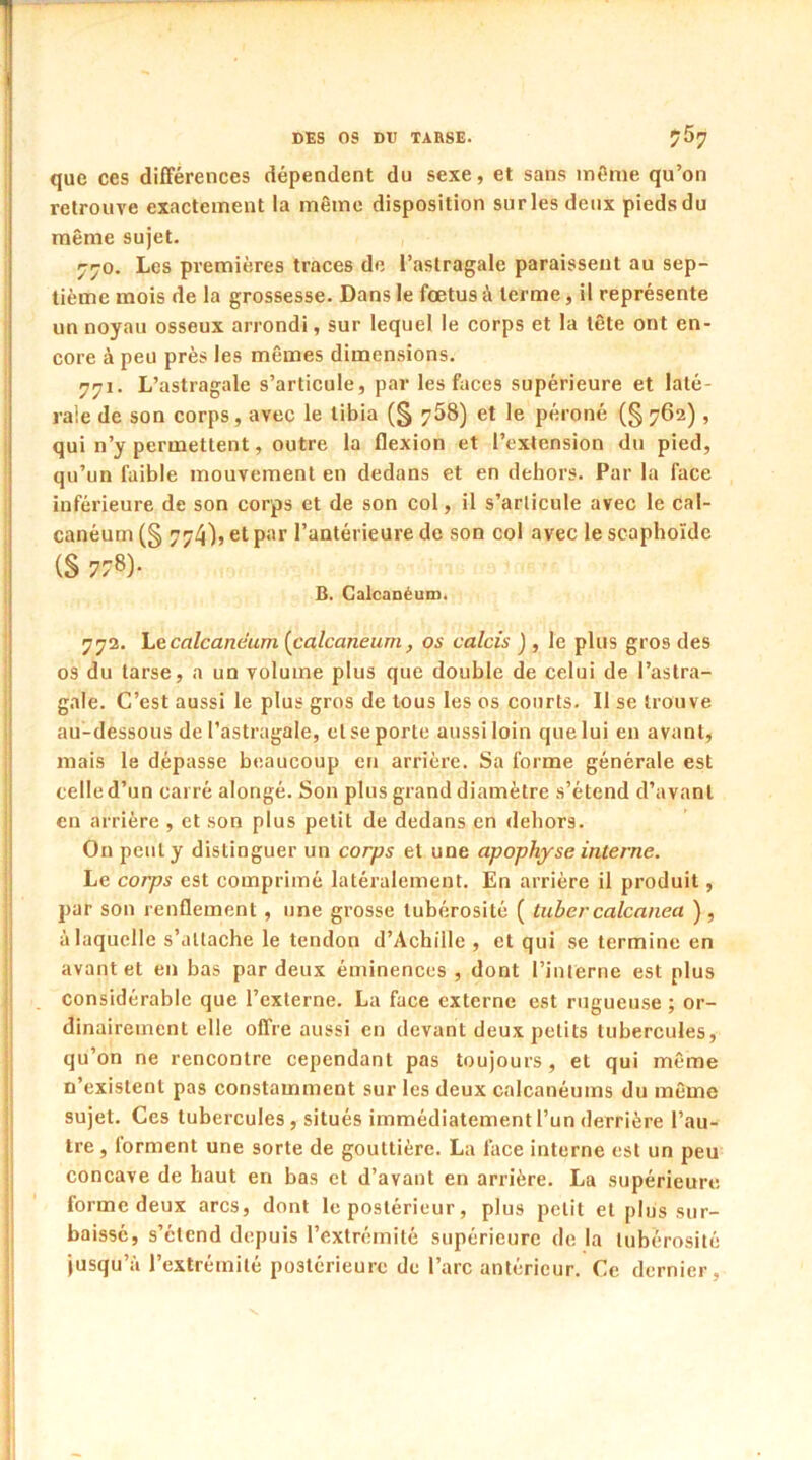 que ces différences dépendent du sexe, et sans même qu’on retrouve exactement la même disposition sur les deux pieds du même sujet. r^o. Les premières traces de l’astragale paraissent au sep- tième mois de la grossesse. Dans le fœtus à terme, il représente un noyau osseux arrondi, sur lequel le corps et la tête ont en- core à peu près les mêmes dimensions. 771. L’astragale s’articule, par les faces supérieure et laté- rale de son corps, avec le tibia (§ 758) et le péroné (§762), qui n’y permettent, outre la flexion et l’extension du pied, qu’un faible mouvement en dedans et en dehors. Par la face inférieure de son corps et de son col, il s’articule avec le cal- canéum (§ 774), et par l’antérieure de son col avec le scaphoïde (S 778)- B. Calcanéum. 772. Le calcanéum (calcanéum, os calcis ) , le plus gros des os du tarse, a un volume plus que double de celui de l’astra- gale. C’est aussi le plus gros de tous les os courts. Il se trouve au-dessous de l’astragale, et se porte aussi loin que lui en avant, mais le dépasse beaucoup en arrière. Sa forme générale est celle d’un carré alongé. Son plus grand diamètre s’étend d’avant en arrière , et son plus petit de dedans en dehors. On peut y distinguer un corps et une apophyse interne. Le corps est comprimé latéralement. En arrière il produit, par son renflement , une grosse tubérosité ( tuber calcanea ) , à laquelle s’attache le tendon d’Achille , et qui se termine en avant et en bas par deux éminences , dont l’interne est plus considérable que l’externe. La face externe est rugueuse ; or- dinairement elle offre aussi en devant deux petits tubercules, qu’on ne rencontre cependant pas toujours, et qui même n’existent pas constamment sur les deux calcanéums du même sujet. Ces tubercules, situés immédiatement l’un derrière l’au- tre , forment une sorte de gouttière. La face interne est un peu concave de haut en bas et d’avant en arrière. La supérieure forme deux arcs, dont le postérieur, plus petit et plus sur- baissé, s’étend depuis l’extrémité supérieure de la tubérosité jusqu’à l’extrémité postérieure de l’arc antérieur. Ce dernier,