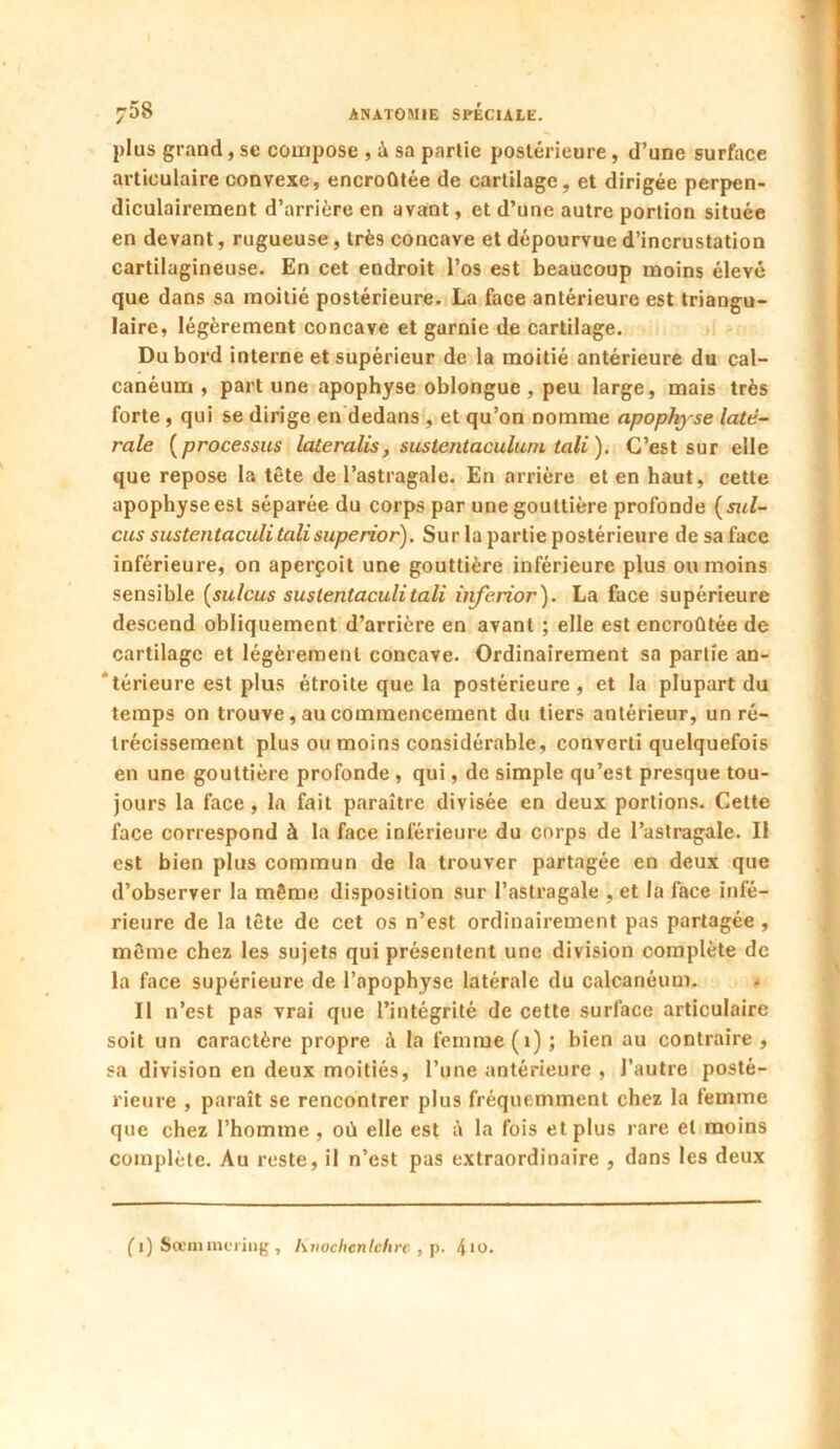 plus grand, sc compose , à sa partie postérieure, d’une surface articulaire convexe, encroûtée de cartilage, et dirigée perpen- diculairement d’arrière en avant, et d’une autre portion située en devant, rugueuse, très concave et dépourvue d’incrustation cartilagineuse. En cet endroit l’os est beaucoup moins élevé que dans sa moitié postérieure. La face antérieure est triangu- laire, légèrement concave et garnie de cartilage. Du bord interne et supérieur de la moitié antérieure du cal- canéum , part une apophyse oblongue , peu large, mais très forte , qui se dirige en dedans , et qu’on nomme apophyse laté- rale (processus lateralis, sustentaculurn tali). C’est sur elle que repose la tête de l’astragale. En arrière et en haut, cette apophyse est séparée du corps par une gouttière profonde ( sul- eus sustentaculi talisuperior). Sur la partie postérieure de sa face inférieure, on aperçoit une gouttière inférieure plus ou moins sensible (sulcus sustentaculi tali inferior). La face supérieure descend obliquement d’arrière en avant ; elle est encroûtée de cartilage et légèrement concave. Ordinairement sa partie an- térieure est plus étroite que la postérieure, et la plupart du temps on trouve, au commencement du tiers antérieur, un ré- trécissement plus ou moins considérable, converti quelquefois en une gouttière profonde , qui, de simple qu’est presque tou- jours la face , la fait paraître divisée en deux portions. Cette face correspond à la face inférieure du corps de l’astragale. Il est bien plus commun de la trouver partagée en deux que d’observer la même disposition sur l’astragale , et la face infé- rieure de la tête de cet os n’est ordinairement pas partagée , même chez les sujets qui présentent une division complète de la face supérieure de l’apophyse latérale du calcanéum. Il n’est pas vrai que l’intégrité de cette surface articulaire soit un caractère propre A la femme (1) ; bien au contraire , sa division en deux moitiés, l’une antérieure , J’autre posté- rieure , paraît se rencontrer plus fréquemment chez la femme que chez l’homme , où elle est ù la fois et plus rare et moins complète. Au reste, il n’est pas extraordinaire , dans les deux (i) Sceiiiinering , Kvochentchrc , p. 4m.