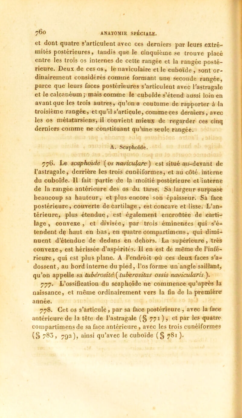 et dont quatre s’articulent avec ces derniers par leurs extré- mités postérieures, tandis que le cinquième se trouve placé entre les trois os internes de cette rangée et la rangée posté- rieure. Deux de ces os, le naviculaire et le cuboïde , sont or- dinairement considérés comme formant une seconde rangée, parce que leurs faces postérieures s’articulent avec l’astragale et le calcanéum; mais comme le cuboïde s’étend aussi loin en avant que les trois autres, qu’on a coutume de rapporter à la troisième rangée, et qu’il s’articule, comme ces derniers, avec les os métatarsiens, il convient mieux de regarder ces cinq derniers comme ne constituant qu’une seule rangée. A. Scaphoïde. 776. Le scaphoïde [os naviculare) est situé au-devant de l’astragale, derrière les trois cunéiformes, et au côté interne du cuboïde. Il fait partie de la moitié postérieure et interne de la rangée antérieure des os du tarse. Sa largeur surpasse beaucoup sa hauteur, et plus encore son épaisseur. Sa face postérieure, couverte de cartilage, est concave et lisse. L’an- térieure, plus étendue, est également encroûtée de carti- lage, convexe, et divisée, par trois éminences qui s’é- tendent do haut en bas, en quatre compartimens, qui dimi- nuent d’étendue de dedans en dehors. La supérieure, très convexe, est hérissée d’aspérités. Il en est de même de l’infé- rieure, qui est plus plane. A l’endroit où ces deux faces s’a- dossent, au bord interne du pied, l’os forme un angle saillant^ qu’on appelle sa tubérosité [tuberositas ossis navicularis). 777. L’ossification du scaphoïde ne commence qu’après la naissance, et même ordinairement vers la fin de la première année. 778. Cet os s’articule, par sa face postérieure , avec la face antérieure de la tête de l’astragale (§ 771 ), et par les quatre compartimens de sa face antérieure , avec les trois cunéiformes (S 783, 792), ainsi qu’avec le cuboïde (§ 781 ).